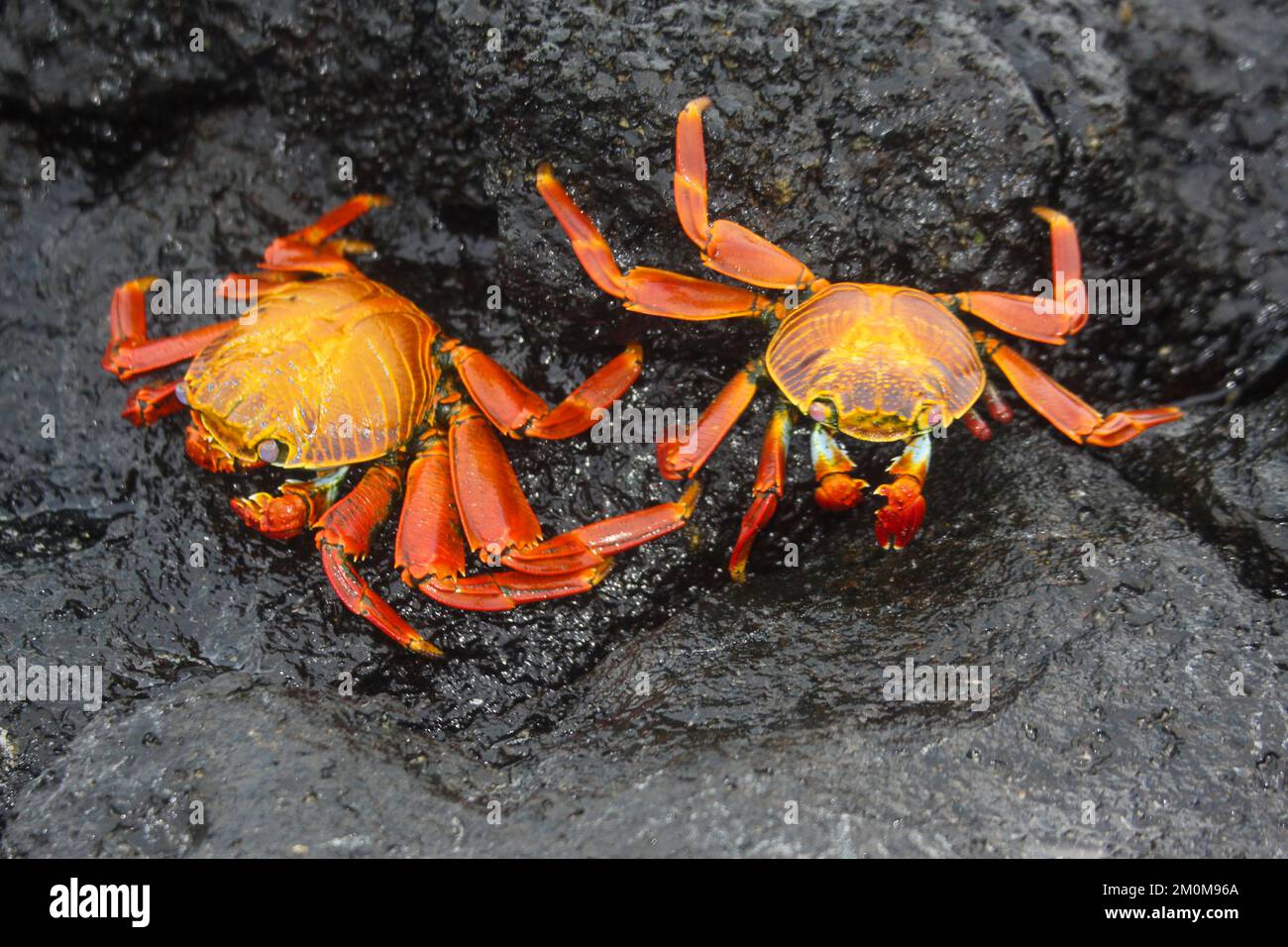 Rote Steinkrabbe, auch bekannt als Sally lightfoot Crab (Grapsus grapsus) auf Lava, Galapagos. Stockfoto