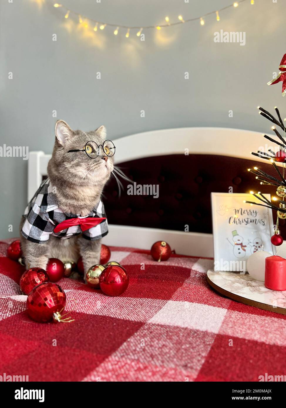 Eine schottische graue Katze mit geradem Ohr und Brille, ein schwarzes weißes Hemd und eine rote Krawatte zu Weihnachten und Frohes neues Jahr. Haustier in einem gemütlichen, modernen Apartment Stockfoto