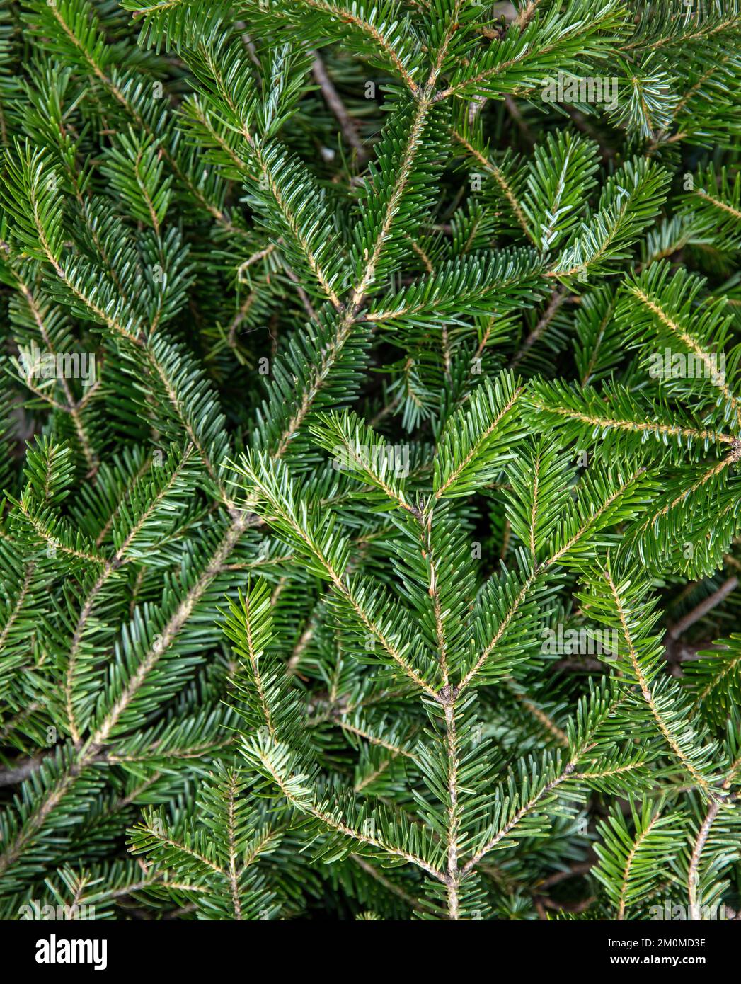 Tannenbaum-Ast Nahaufnahme. Hintergrund zu Weihnachten. Natürliche Fichtennadeln. Immergrüne Nadelpflanzentapete Stockfoto