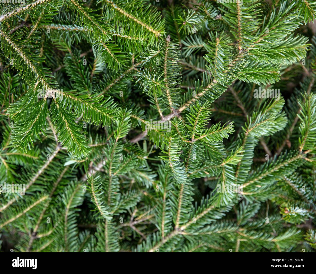 Tannenbaum-Ast Nahaufnahme. Hintergrund zu Weihnachten. Natürliche Fichtennadeln. Immergrüne Nadelpflanzentapete Stockfoto