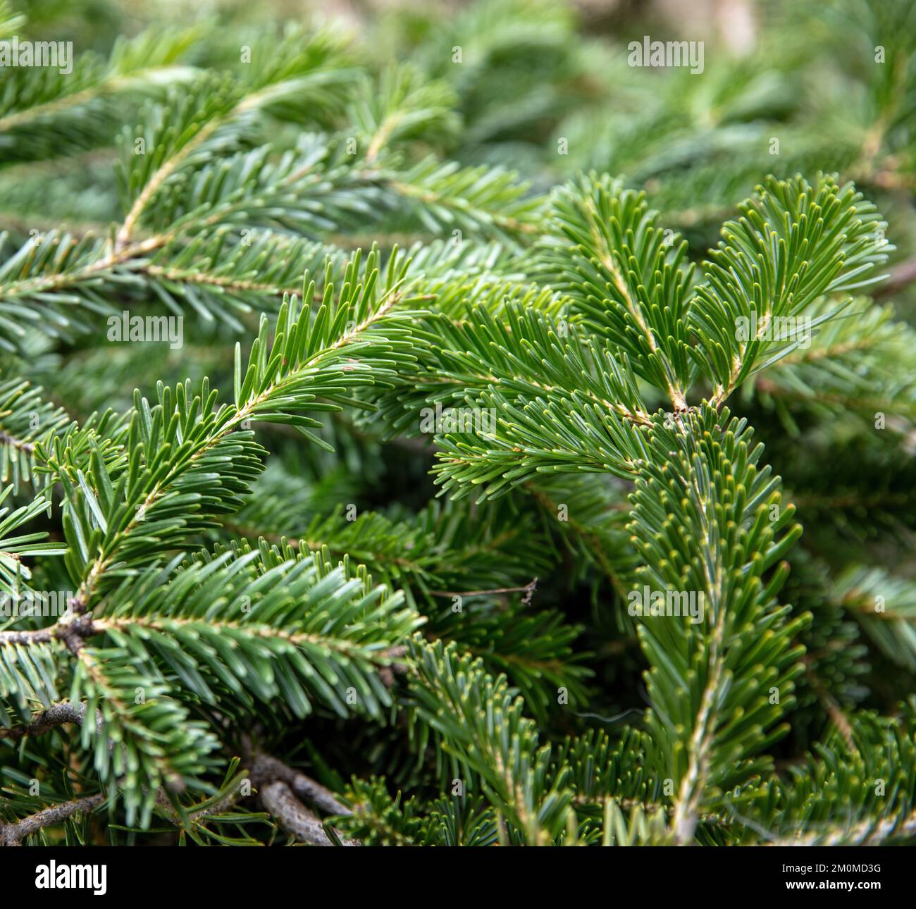 Tannenbaum-Ast Nahaufnahme. Hintergrund zu Weihnachten. Natürliche Fichtennadeln. Immergrüne Nadelpflanzentapete Stockfoto