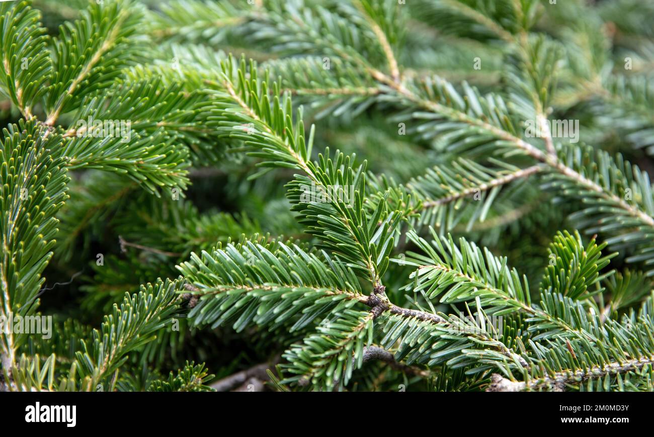 Tannenbaum-Ast Nahaufnahme. Hintergrund zu Weihnachten. Natürliche Fichtennadeln. Immergrüne Nadelpflanzentapete Stockfoto