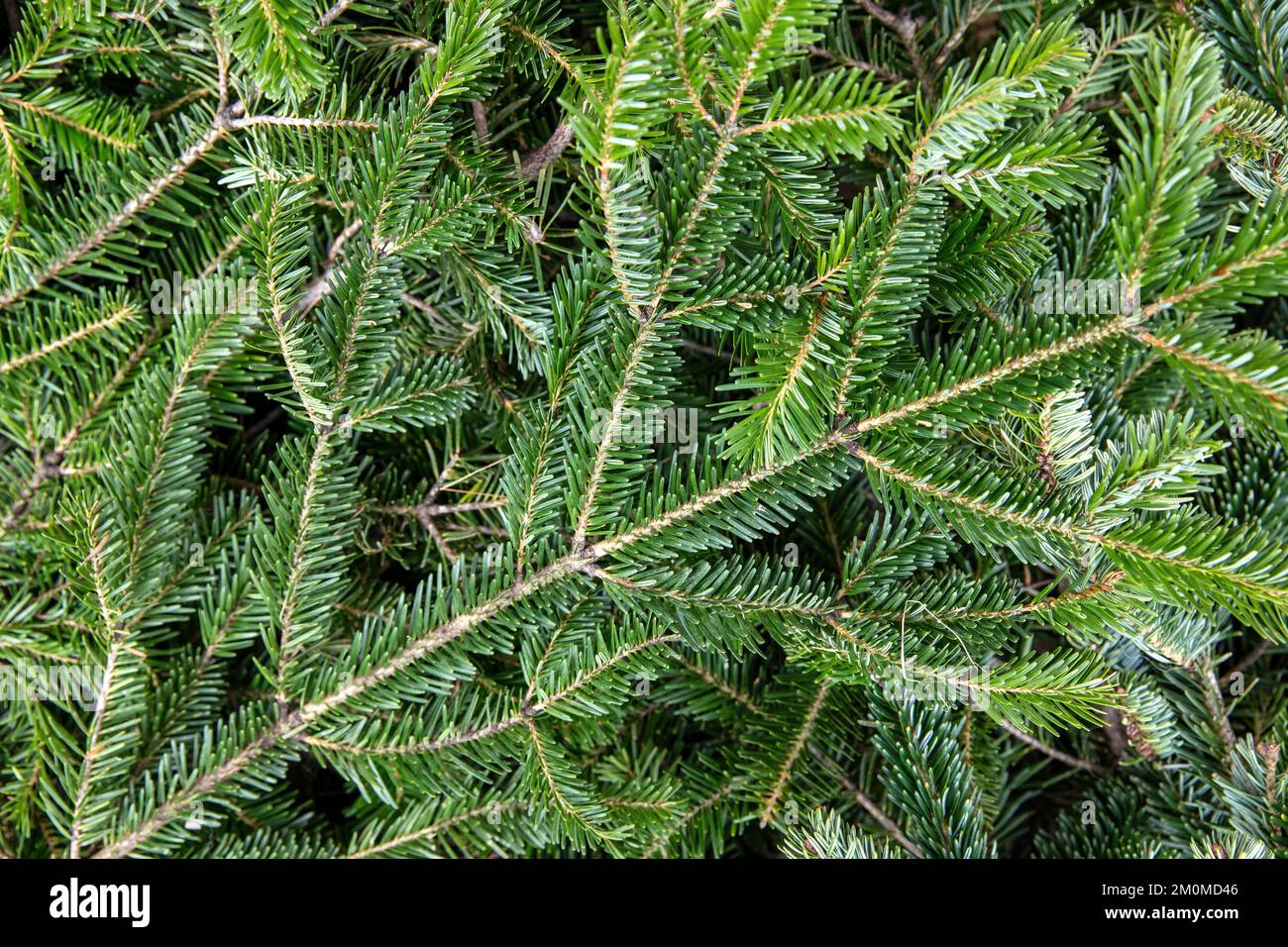 Tannenbaum-Ast Nahaufnahme. Hintergrund zu Weihnachten. Natürliche Fichtennadeln. Immergrüne Nadelpflanzentapete Stockfoto