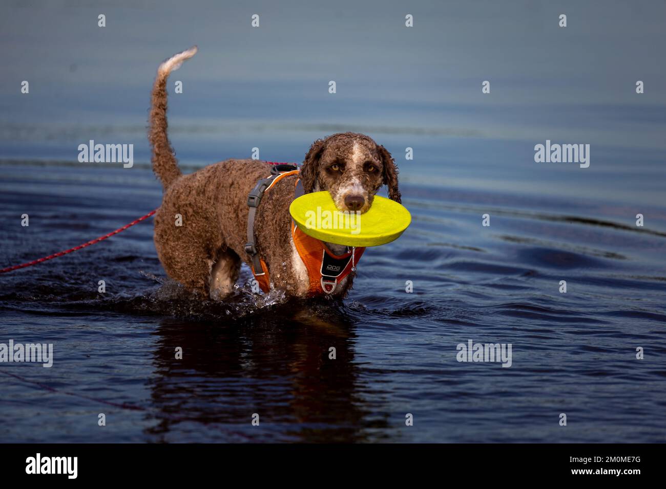 Spanischer Wasserhund, der mit Frisbee im Wasser spielt Stockfoto