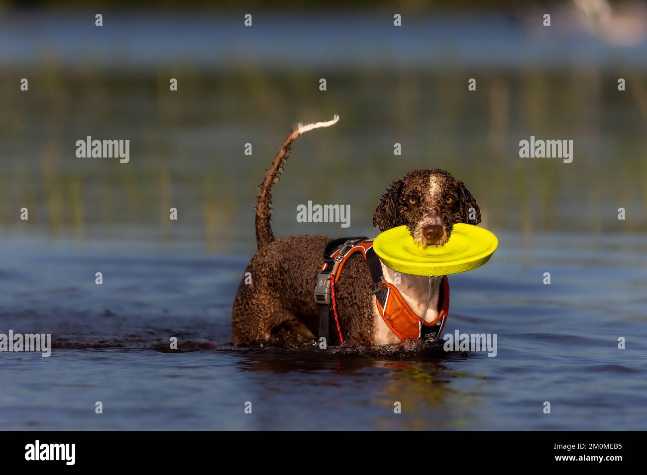 Spanischer Wasserhund, der mit Frisbee im Wasser spielt Stockfoto