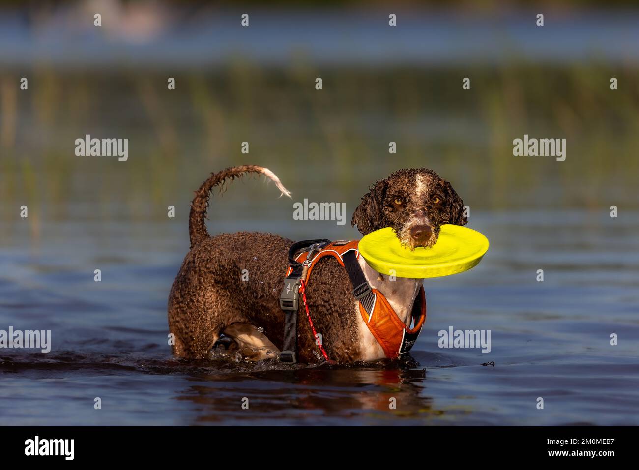 Spanischer Wasserhund, der mit Frisbee im Wasser spielt Stockfoto