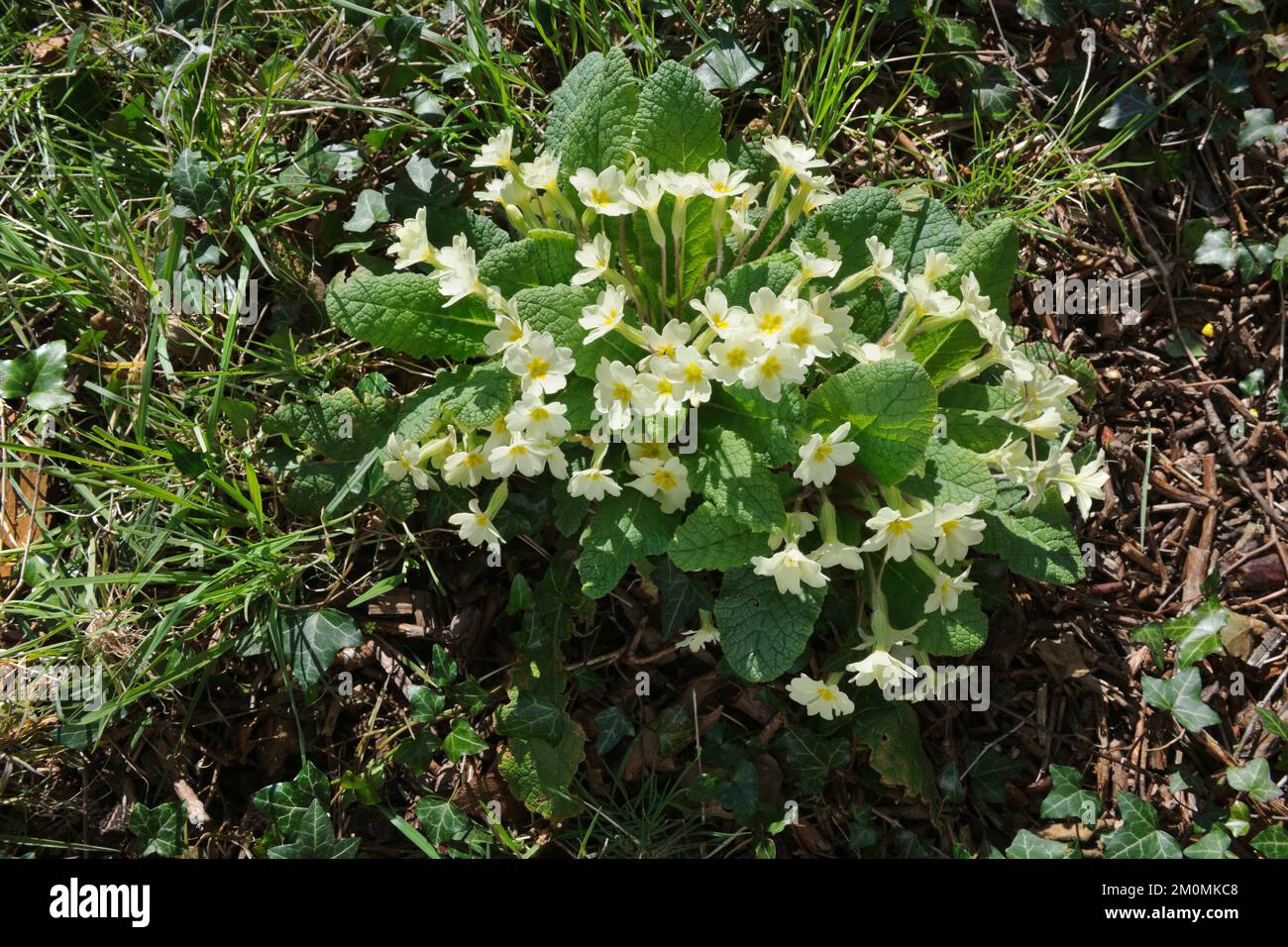 Primula vulgaris, ein Klumpen Primrosen, der in sonniger Lage gedeiht, nachdem der Baumbezug gekapselt wurde. Stockfoto