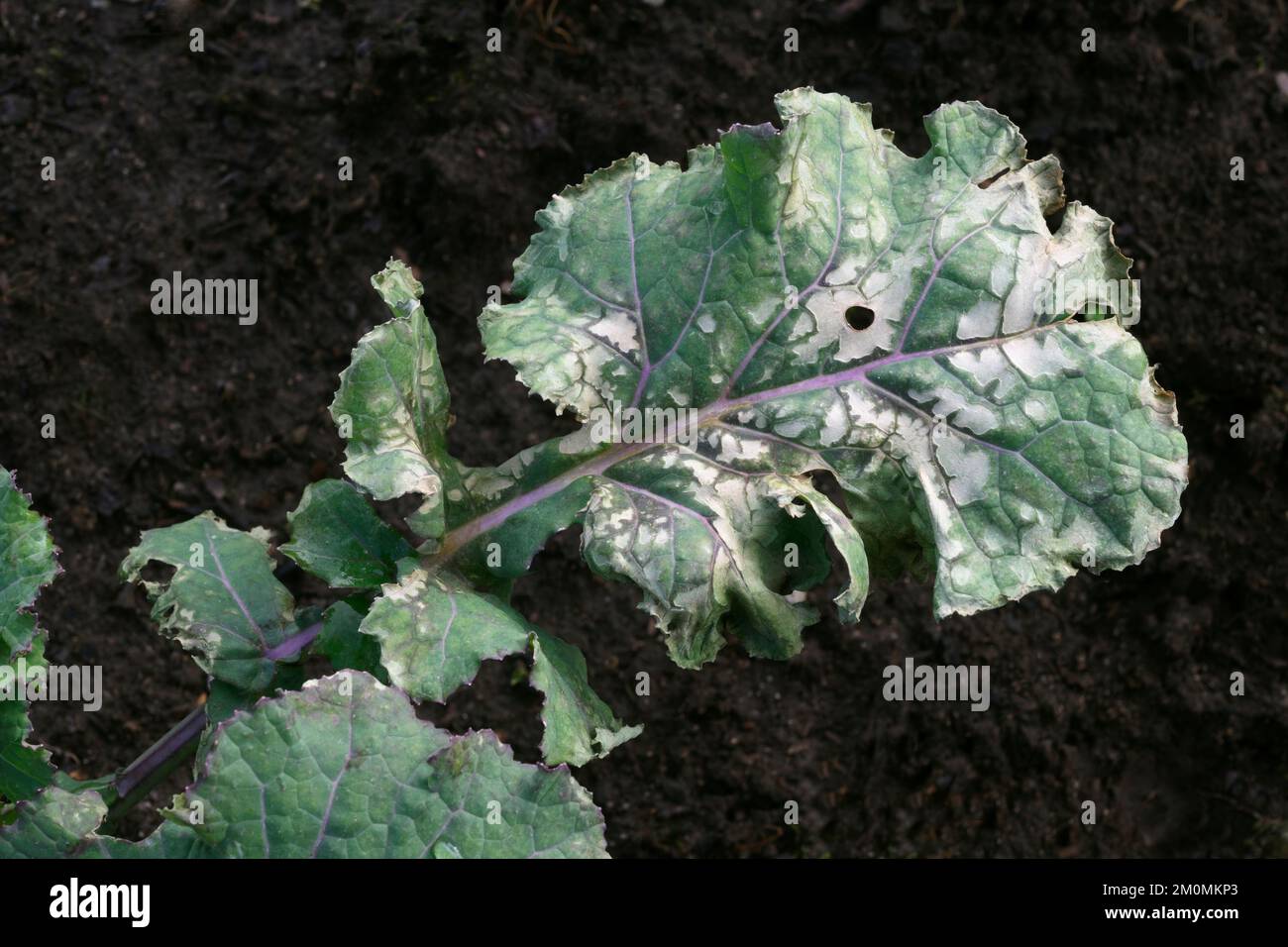 Grünkohlblätter, die durch starken Frostgefrierregen auf die Oberfläche der Pflanzen beschädigt wurden. Die Blätter waren mit einer dicken Eiskruste bedeckt, die einige Zeit dauerte, bis sie aufgetaut waren. Stockfoto