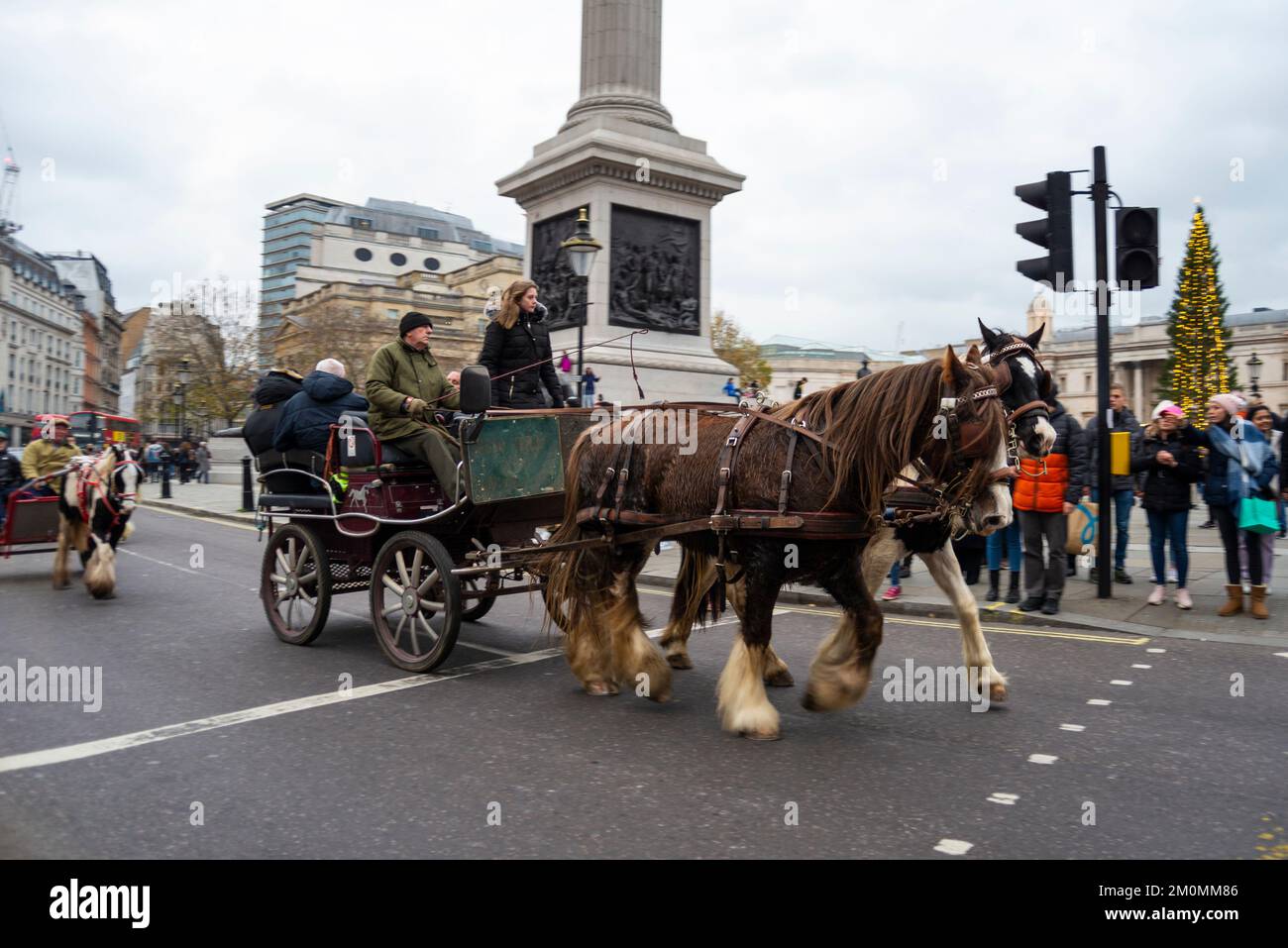 Veranstaltung mit dem Titel London Christmas Horse Drive of Gypsies, Travellers und Visitors aus ganz Großbritannien. Pony und Falle am Trafalgar Square. Stockfoto