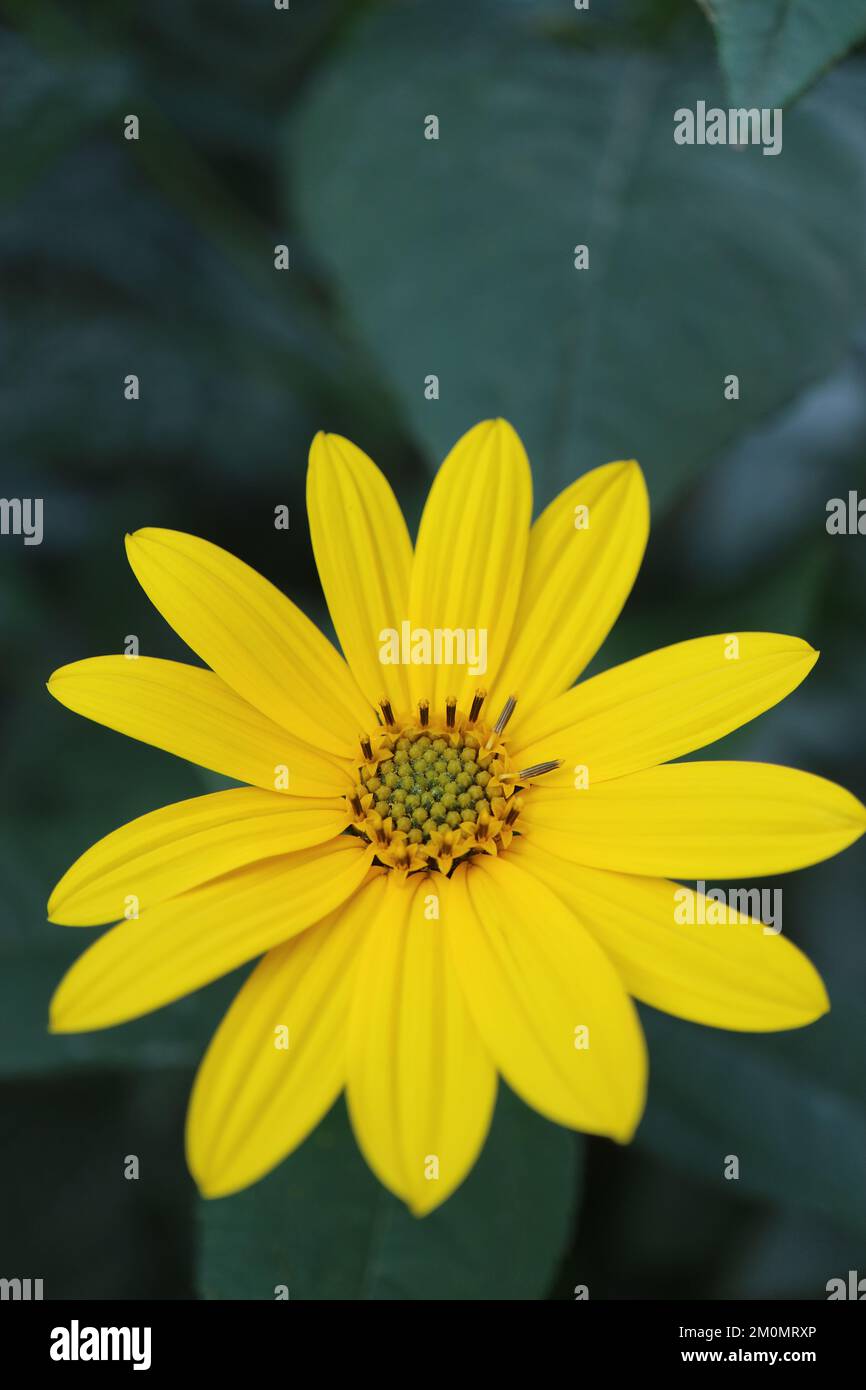 Gelbe Jerusalem-Artichoke-Blume im Garten, wilde Sonnenblume mit zarten Blütenblättern und grünen Blättern, blühende Sommerblumen-Makro, Schönheit Stockfoto