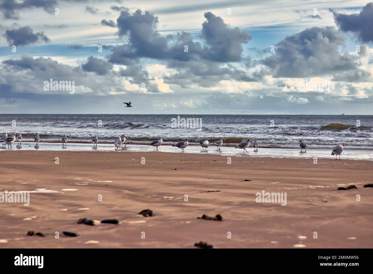 Eine Reihe Möwen am Ufer eines Ozeans unter Wolken und blauem Himmel Stockfoto