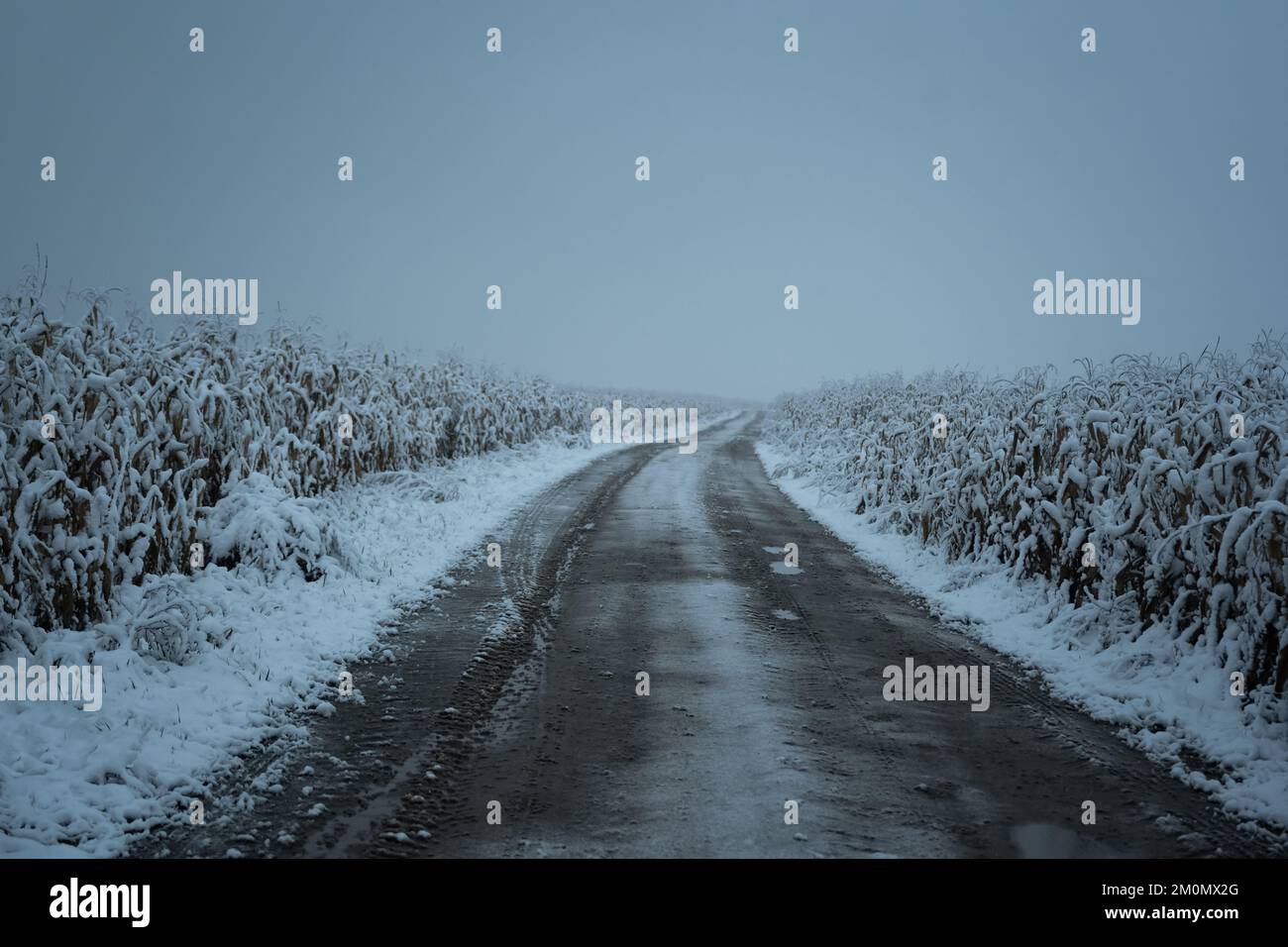 Verschneite Straße auf Maisfeldern im Winter. Blick auf die Landwirtschaft. Filmfotografie Stockfoto
