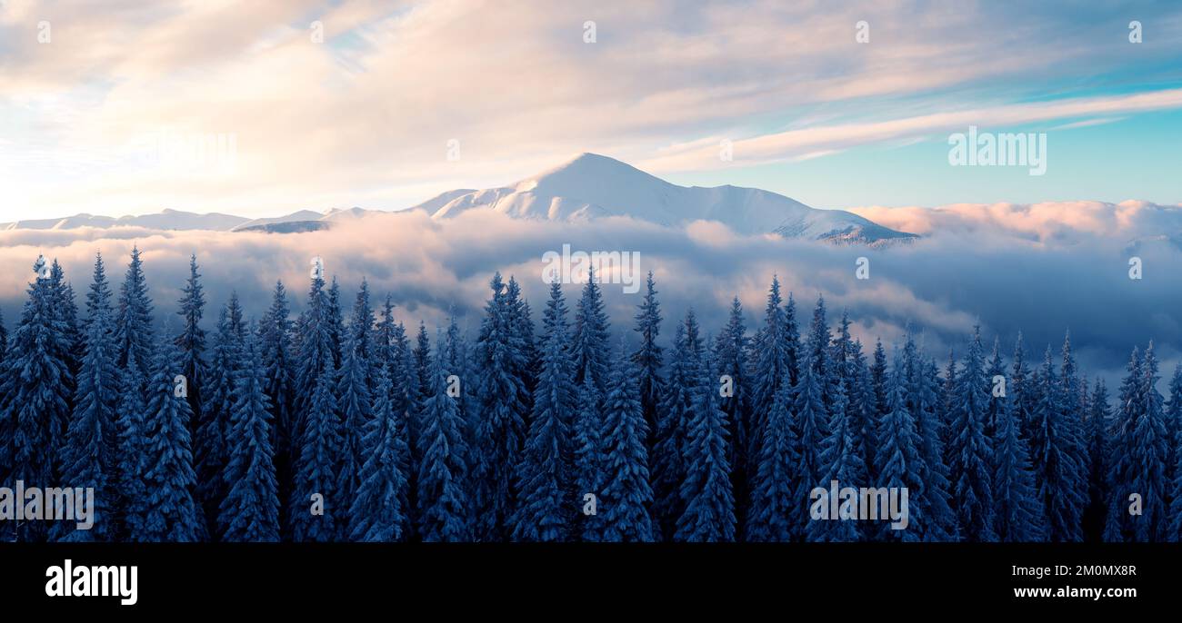 Fantastische Winterlandschaft in schneebedeckten Bergen, die bei Morgensonne glühen. Dramatische winterliche Szene mit gefrorenen verschneiten Bäumen und fließendem Nebel bei Sonnenaufgang. Hintergrund zu den Weihnachtsfeiertagen Stockfoto