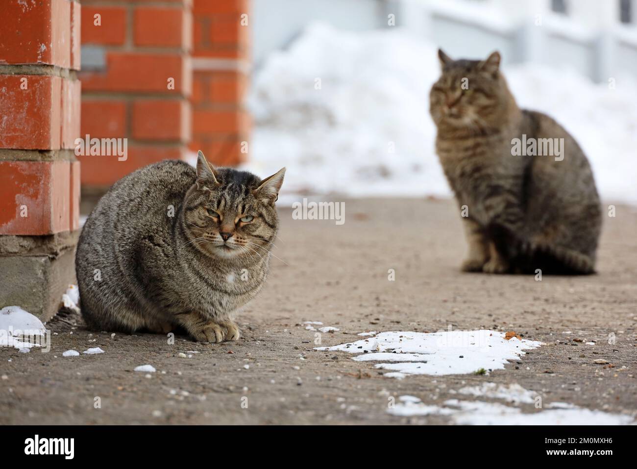 Zwei Kätzchen, die im Winter auf einer verschneiten Straße sitzen Stockfoto