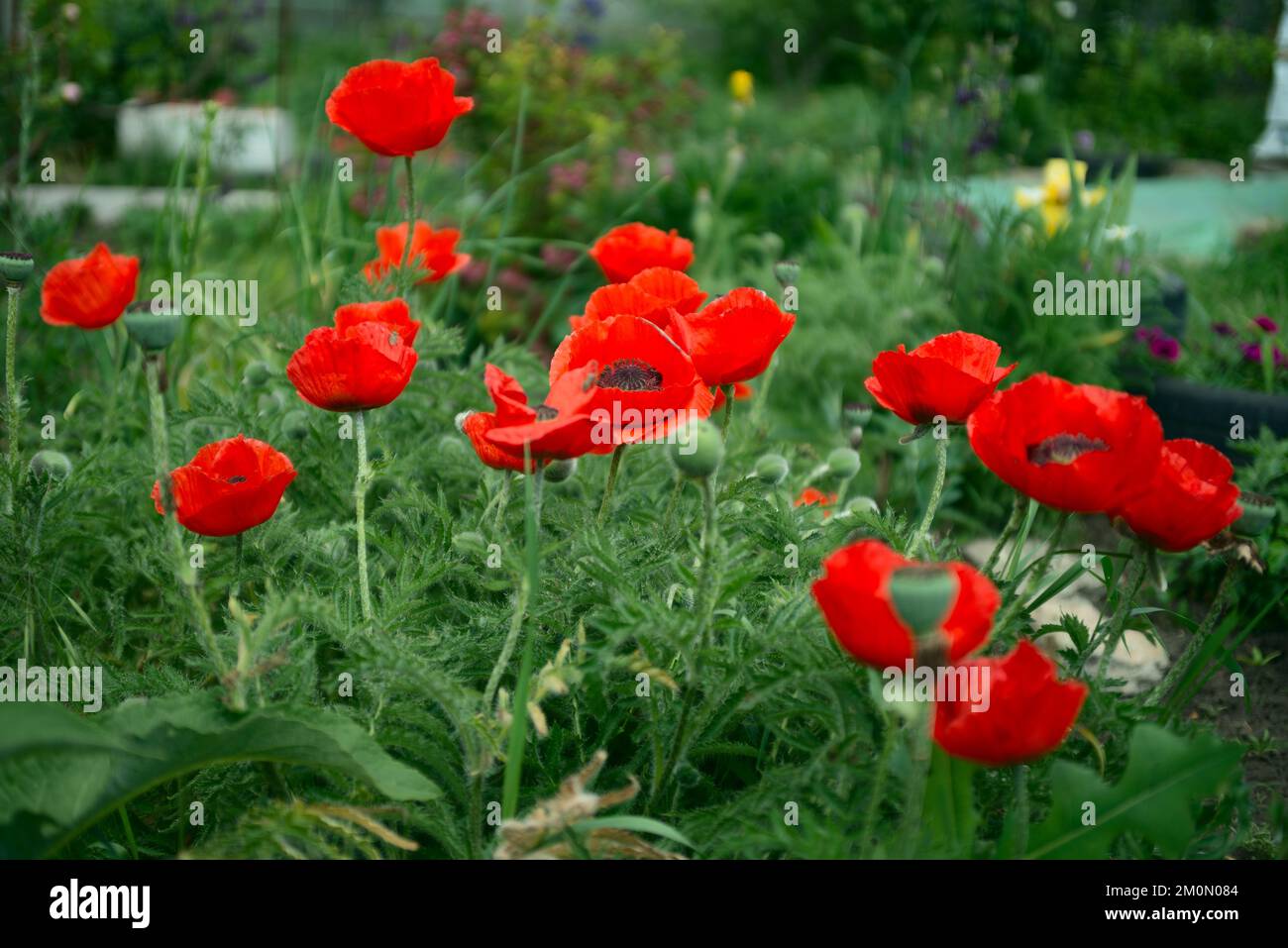 Nahaufnahme von roten Mohnblumen auf einem Feld Stockfoto