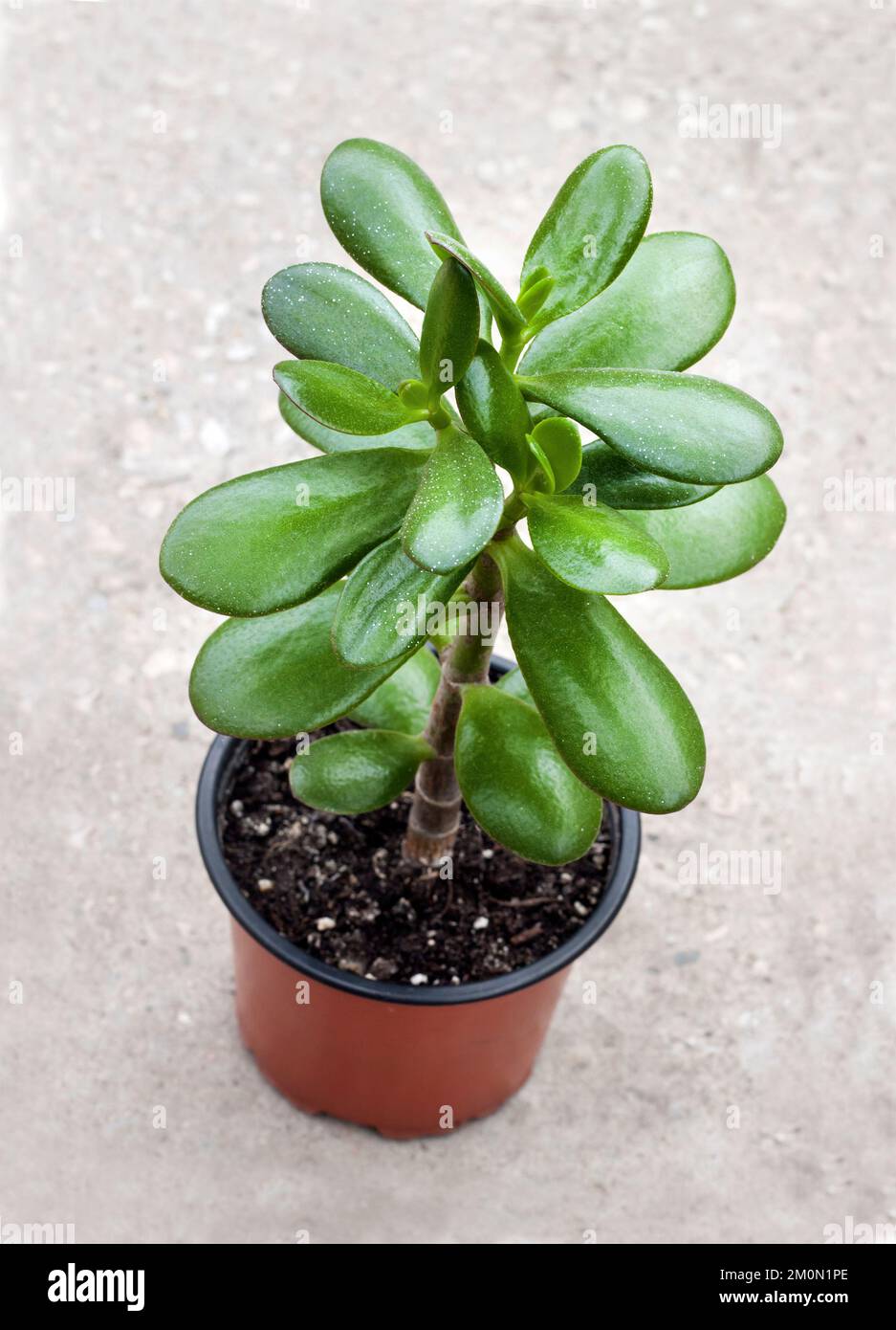 Crassula ovata (allgemein bekannt als JadePflanze, Glückspflanze