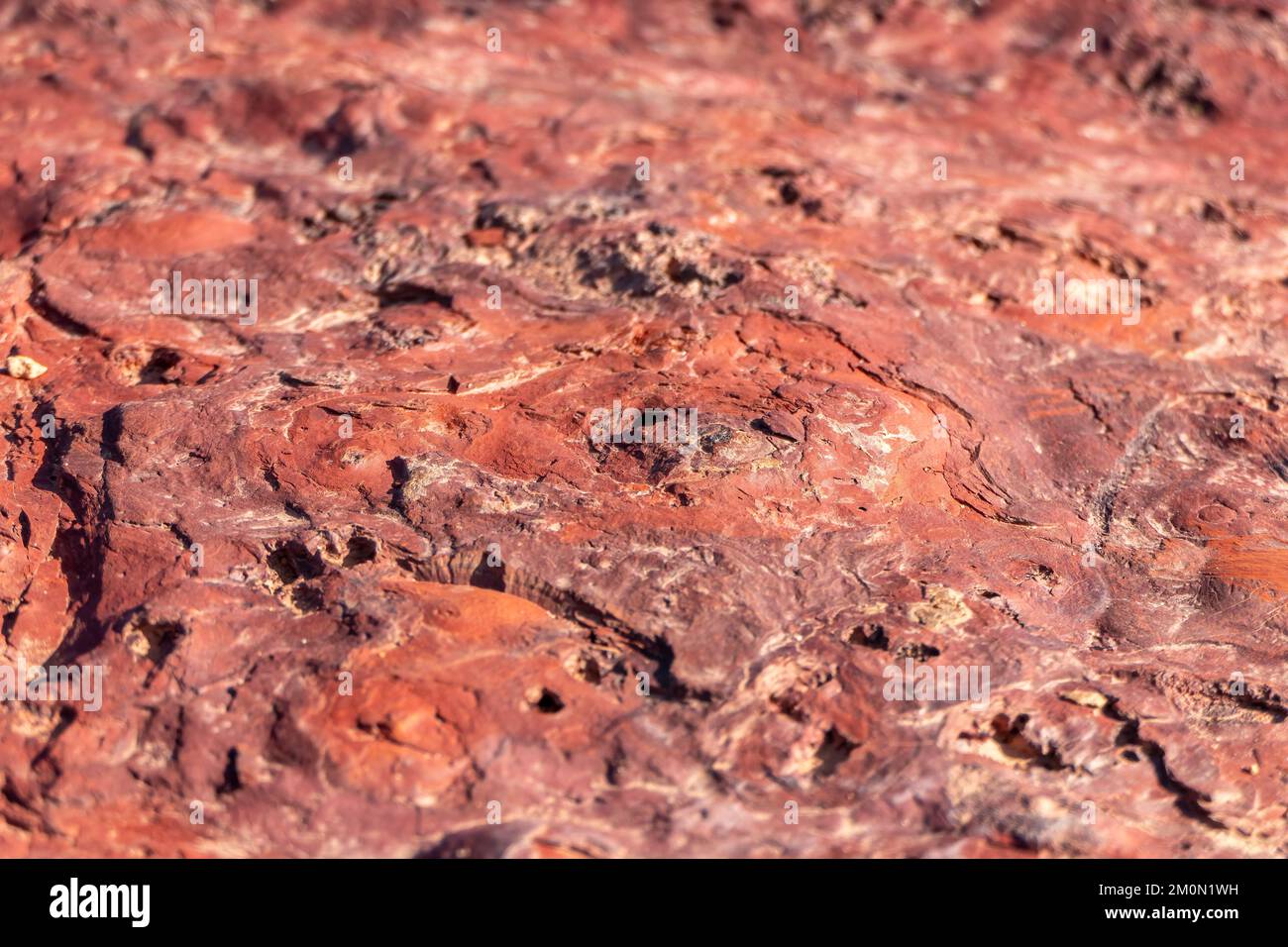 Farbenfrohe Oberfläche mineralisierter Steine. Ramon-Krater. Die Wüste der Negev. Israel. Selektiver Fokus Stockfoto