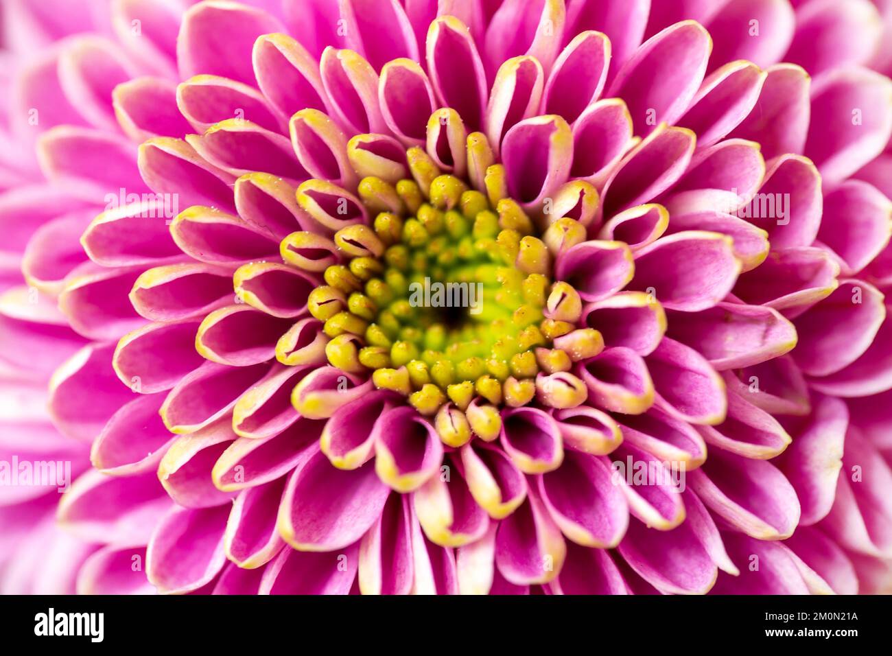 Nahaufnahme einer pinkfarbenen Dalhia-Blume, floraler symmetrischer abstrakter Hintergrund Stockfoto