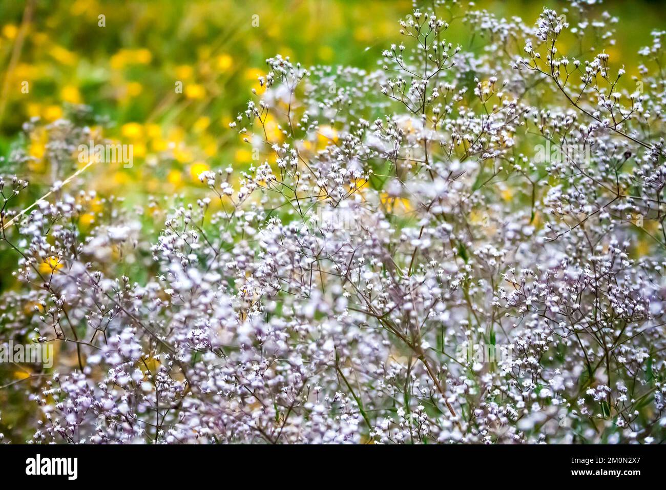 Nahaufnahme von wilden Zigeuner (auch bekannt als Baby's Breath oder Babe's Breath) Blumen auf verschwommener Sommerwiese. Geringe Tiefe Stockfoto