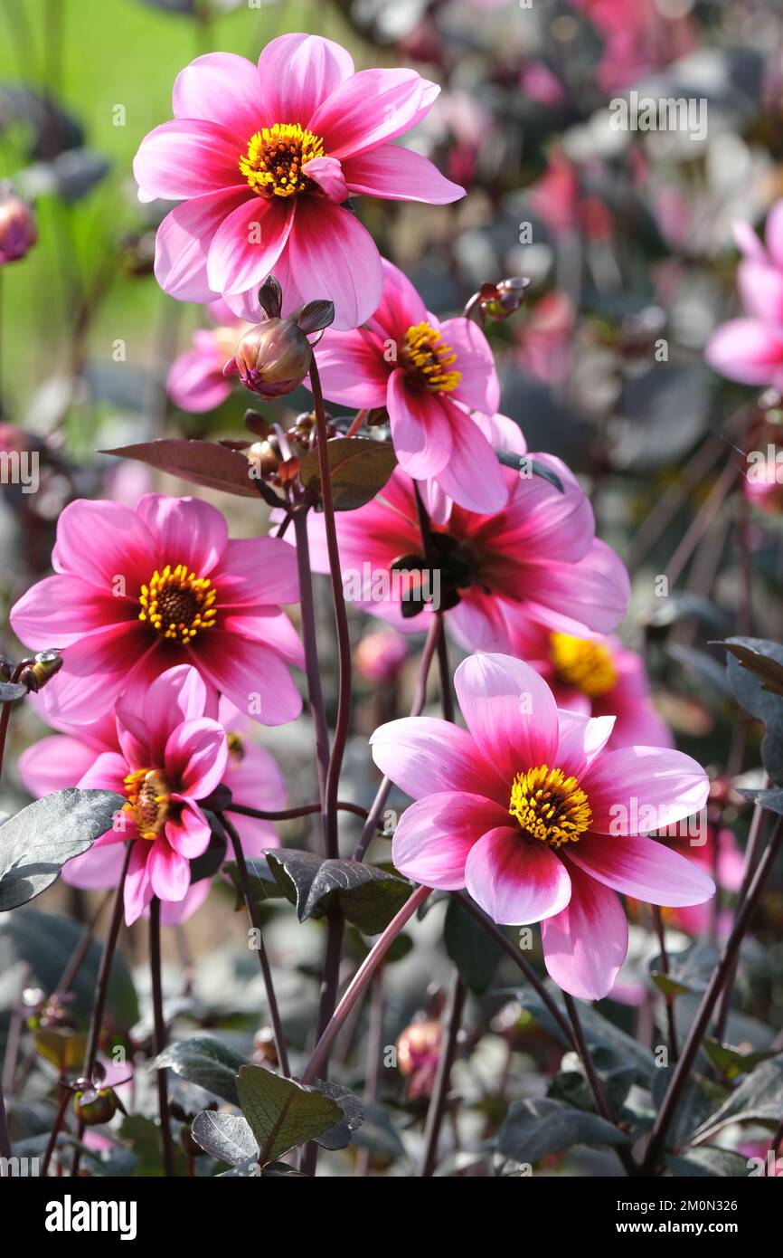 Dahlia Wishes n Dreams, einjährig mit einzelnen Blumen, leuchtend rosa Blüten, roter Innenring, gelbe mittlere Scheibe Stockfoto