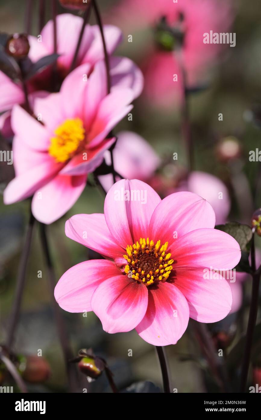 Dahlia „Wishes n Dreams“ (Sünde), ganzjährig mit dunklem Bronzeblätter, Blumen haben breite, abgerundete, leuchtend rosa Blütenblätter mit einem roten Innenring und einem gelben Stockfoto