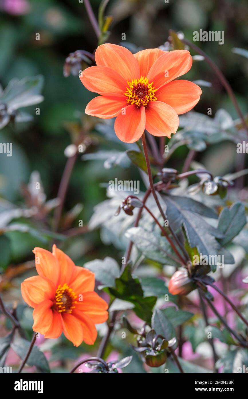 Dahlia Bishop von Oxford, mehrjährig mit einzelnen orangefarbenen Blumen, auf dunklen, aufrechten Stämmen Stockfoto