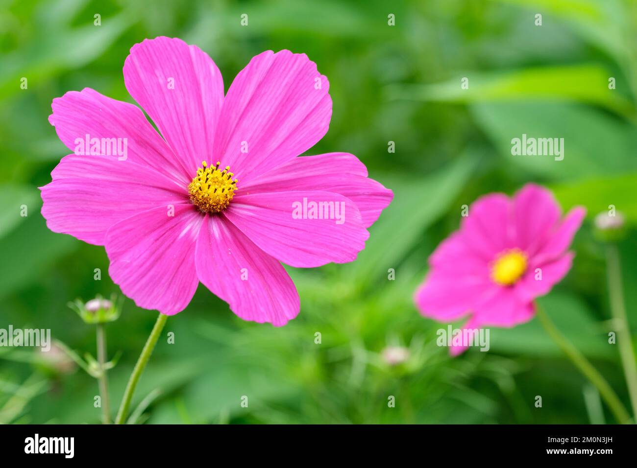 Cosmos bipinnatus „Hot Pink“. Intensive, tiefrosa Blumen Stockfoto