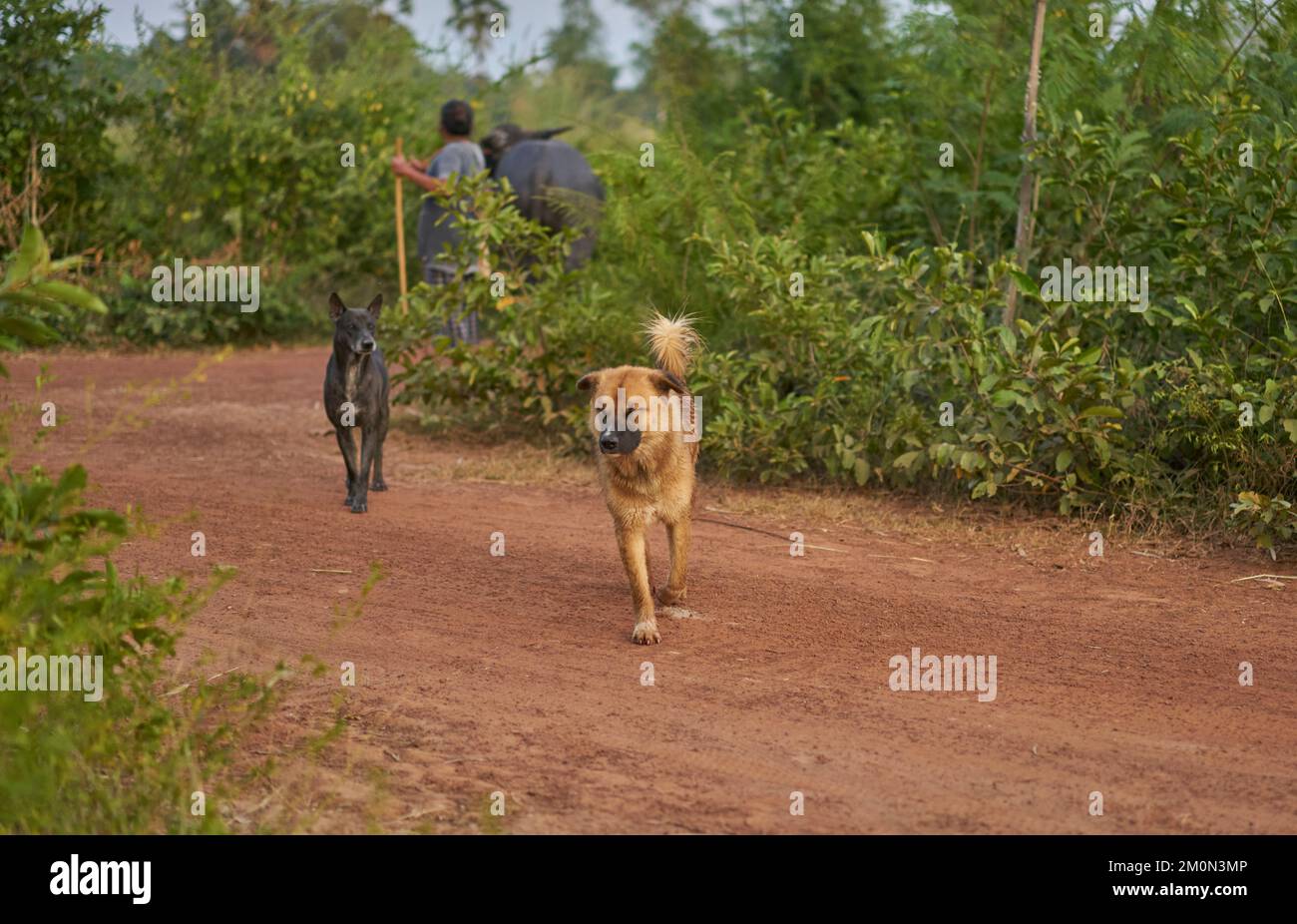 Ein Hund, der mit geschlossenen Augen läuft, sieht aus, als wäre er Tagträumer. Stockfoto