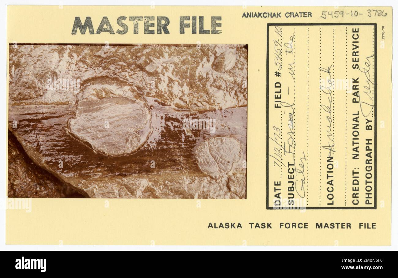 Fossil - in den Gates. Alaska Task Force Fotos Stockfoto