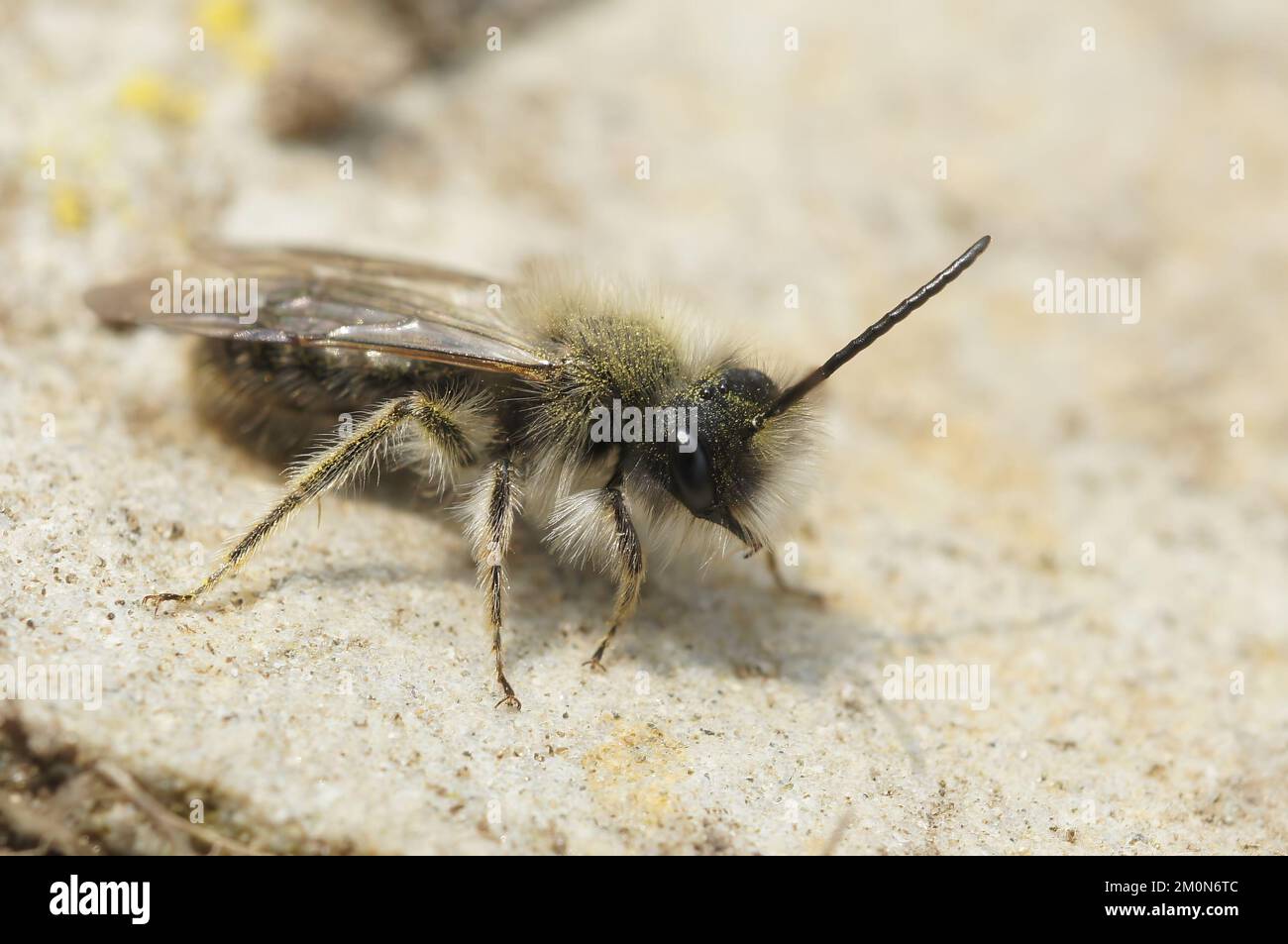 Eine Nahaufnahme einer Andrena-Clarkella-Biene auf einem Felsen Stockfoto