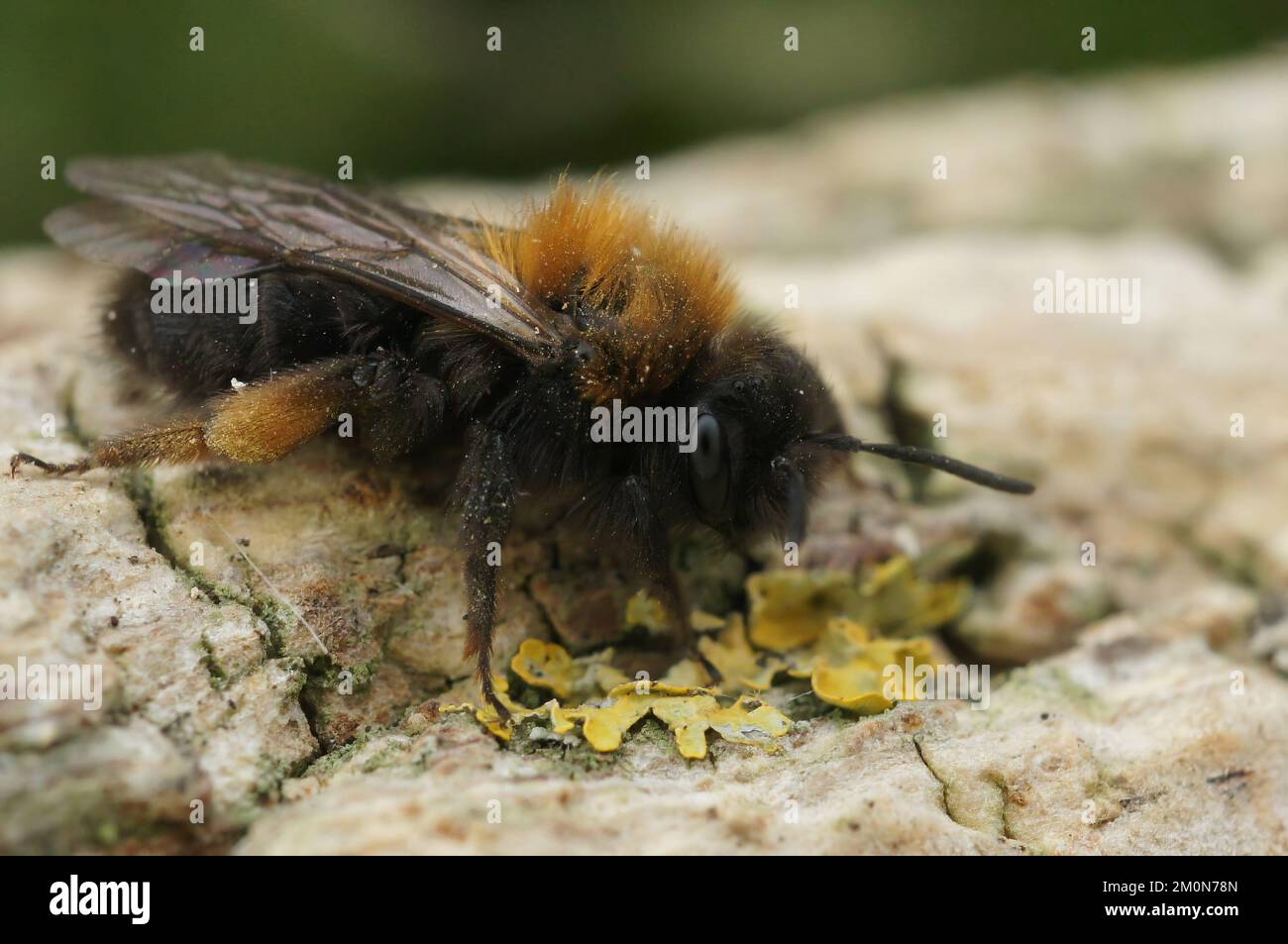 Eine Nahaufnahme einer Andrena-Clarkella-Biene auf einem Felsen Stockfoto