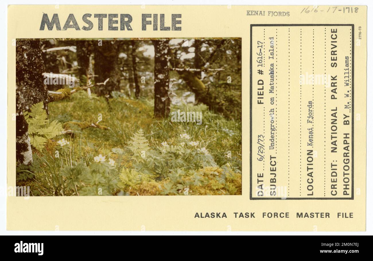 Unterholz auf Matushka Island. Alaska Task Force Fotos Stockfoto