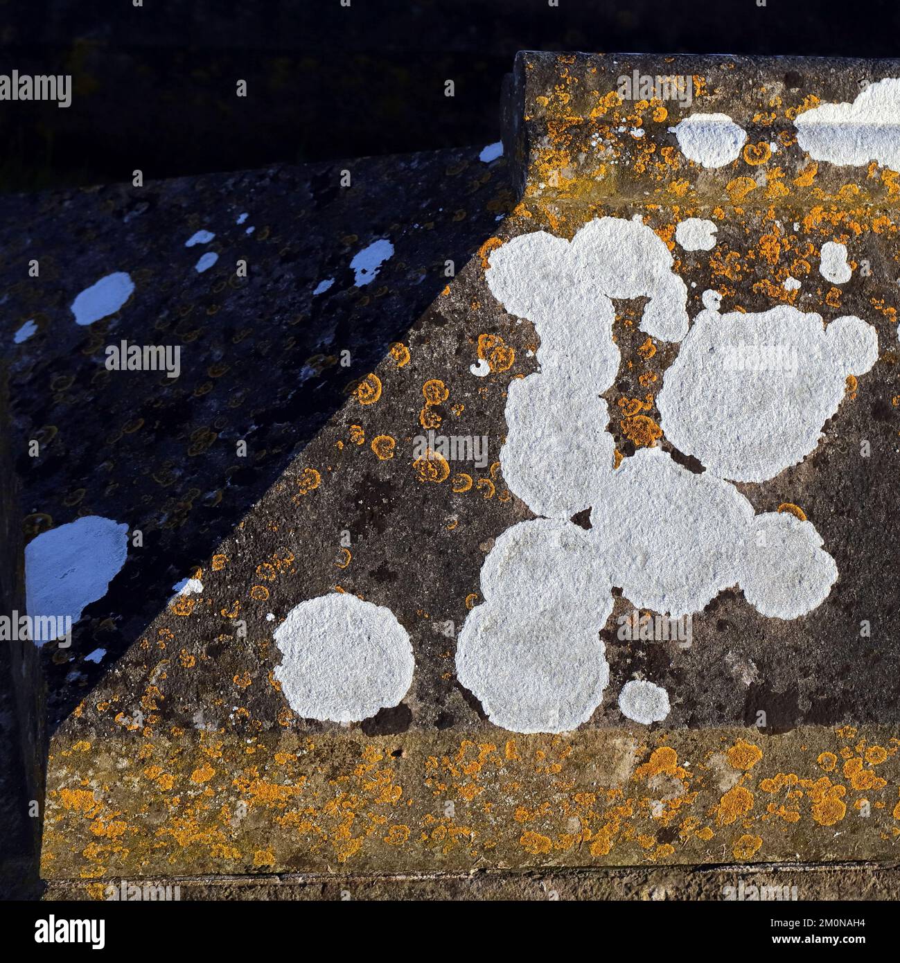 Naturfoto von Flechten, das seinen geologischen Wirt von Stein und Stein besiedelt, zeigt zufällige Muster, Struktur, Form, mit einer subtilen Farbpalette Stockfoto