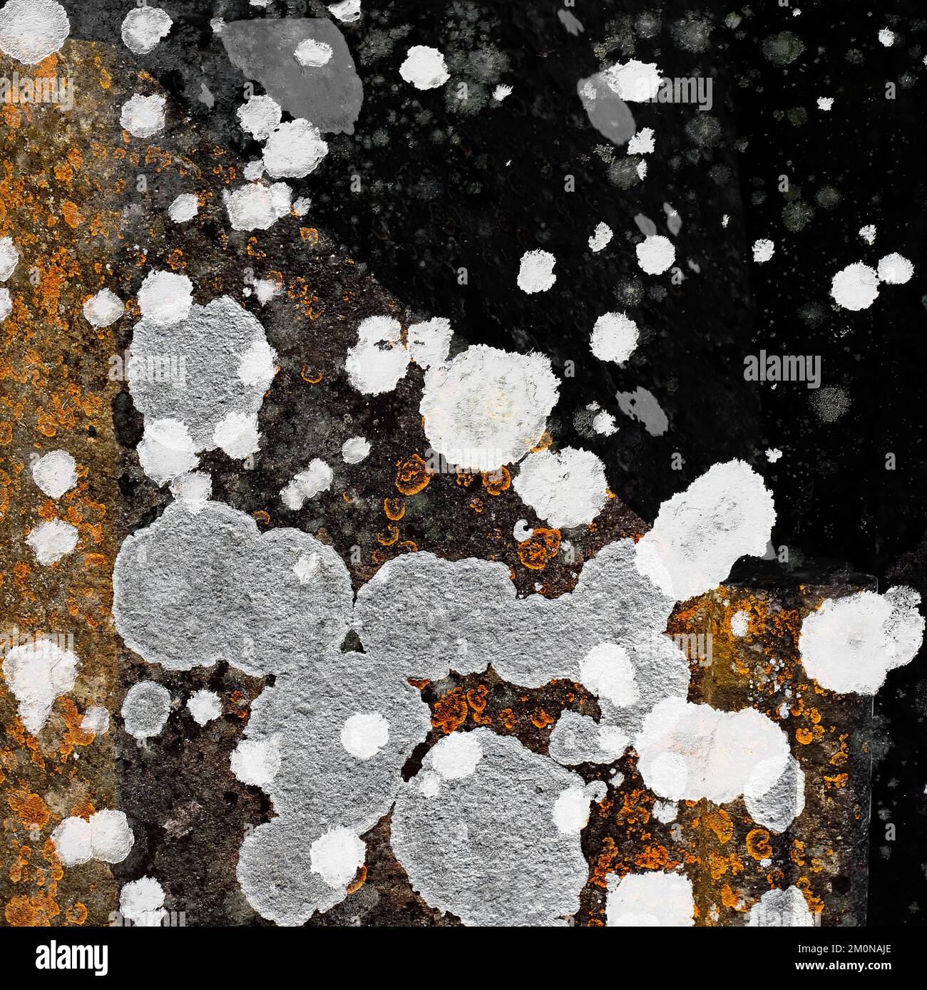 Naturfoto von Flechten, das seinen geologischen Wirt von Stein und Stein besiedelt, zeigt zufällige Muster, Struktur, Form, mit einer subtilen Farbpalette Stockfoto