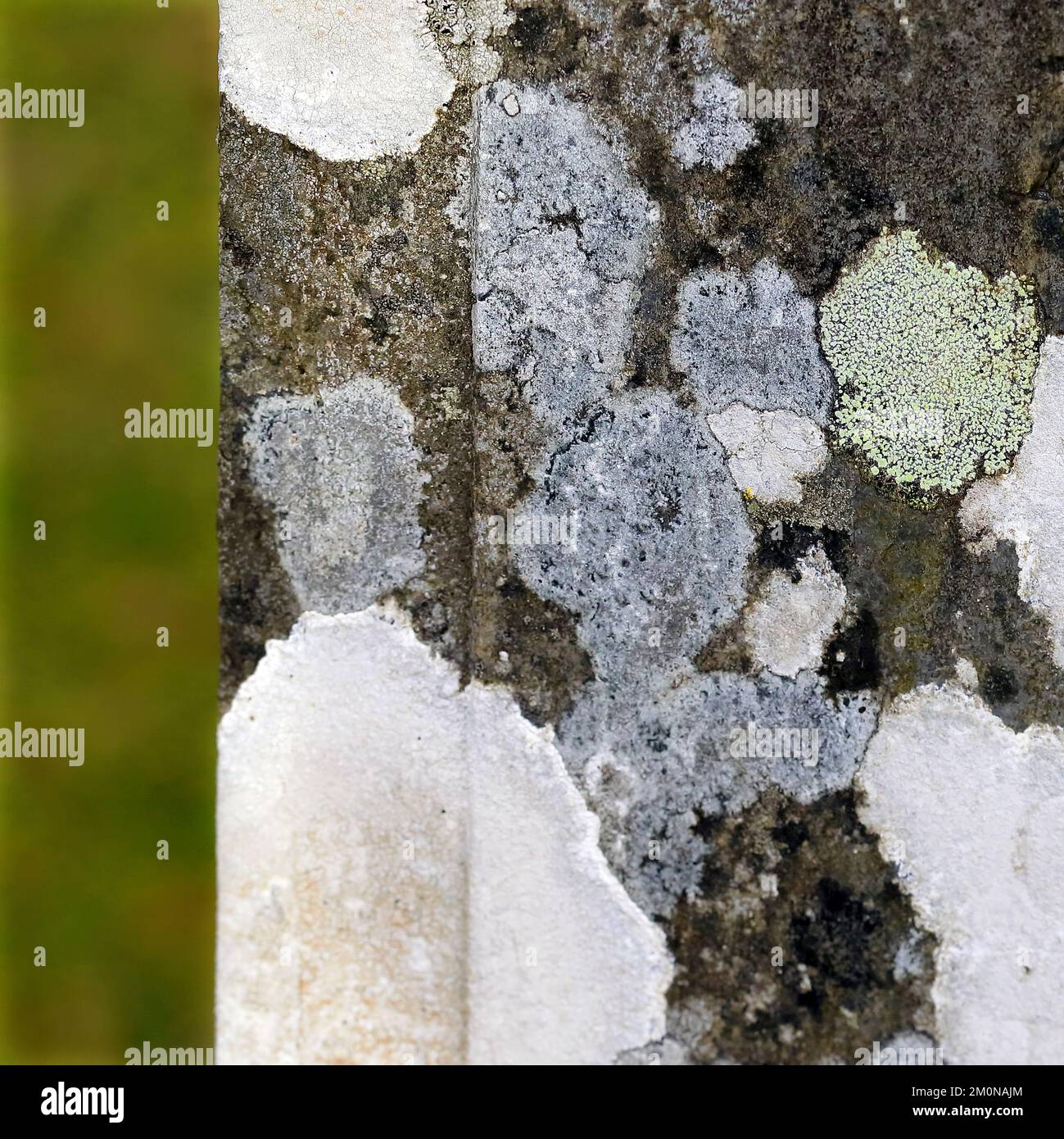 Naturfoto von Flechten, das seinen geologischen Wirt von Stein und Stein besiedelt, zeigt zufällige Muster, Struktur, Form, mit einer subtilen Farbpalette Stockfoto