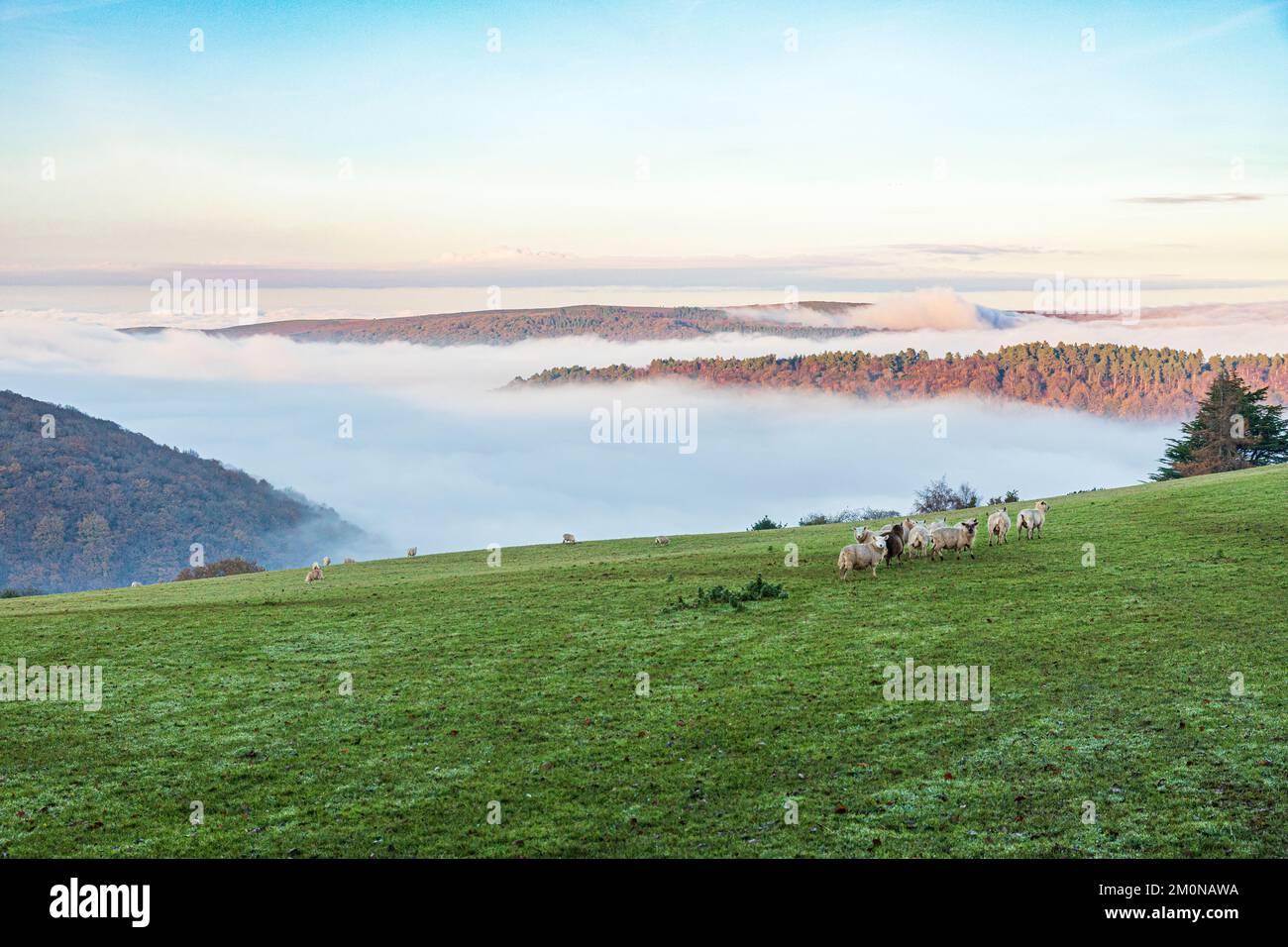 Schafe grasen auf einem Feld mit Blick auf das nebelgefüllte Tal von Horner Water nach Bossington Hill und Minehead North Hill auf Exmoor in Cloutsham UK Stockfoto
