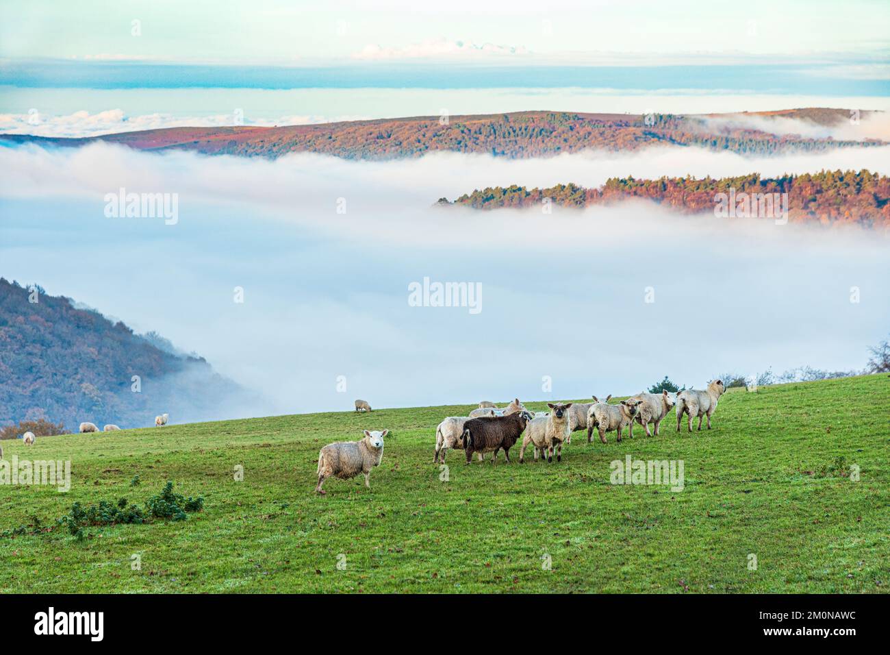 Schafe grasen auf einem Feld mit Blick auf das nebelgefüllte Tal von Horner Water nach Bossington Hill und Minehead North Hill auf Exmoor in Cloutsham UK Stockfoto