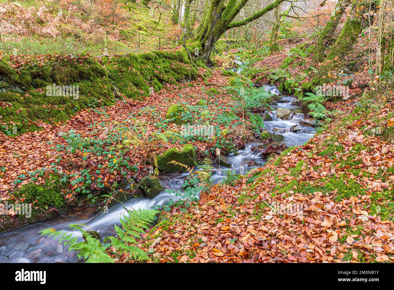 Die Herbstbuche liegt neben dem Fluss, der durch Lilleycombe fließt, um Weir Water an der Robbers Bridge im Exmoor National Park in der Nähe von Oare, Somerset, Großbritannien, zu erreichen Stockfoto