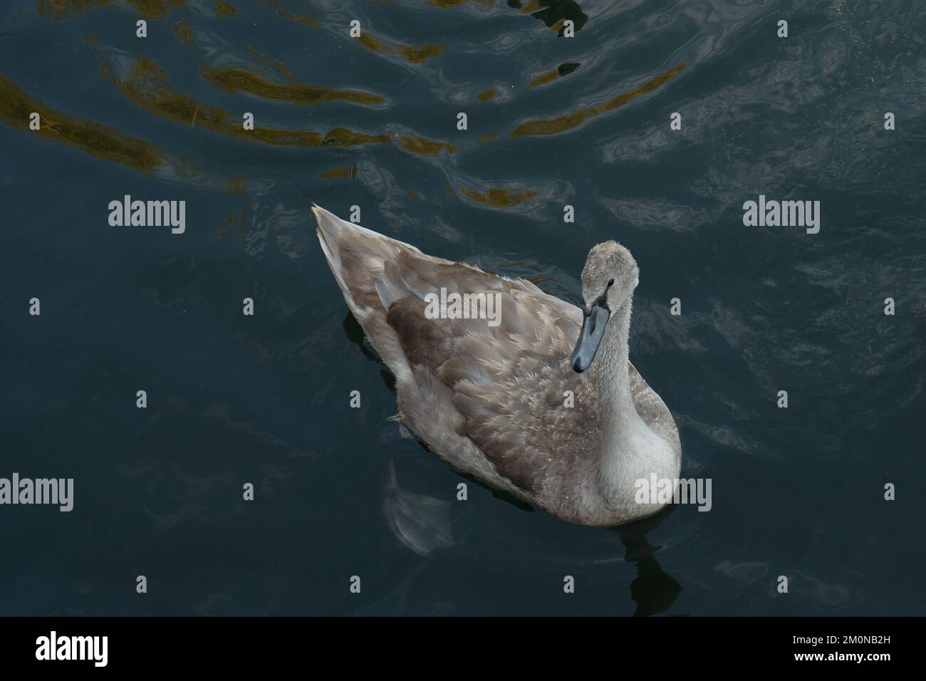 Grey Young Schwan, der auf dem Landsee schwimmt, lässt die Wellen schließen Stockfoto