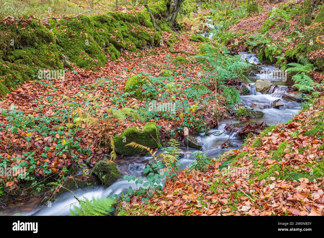 Die Herbstbuche liegt neben dem Fluss, der durch Lilleycombe fließt, um Weir Water an der Robbers Bridge im Exmoor National Park in der Nähe von Oare, Somerset, Großbritannien, zu erreichen Stockfoto