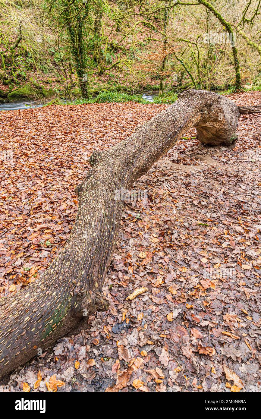 Ein mit Münzen gesäumter Wunschbaum am Fluss Barle, der durch das Tarr Steps Woodland National Nature Reserve im Exmoor National Park UK fließt Stockfoto