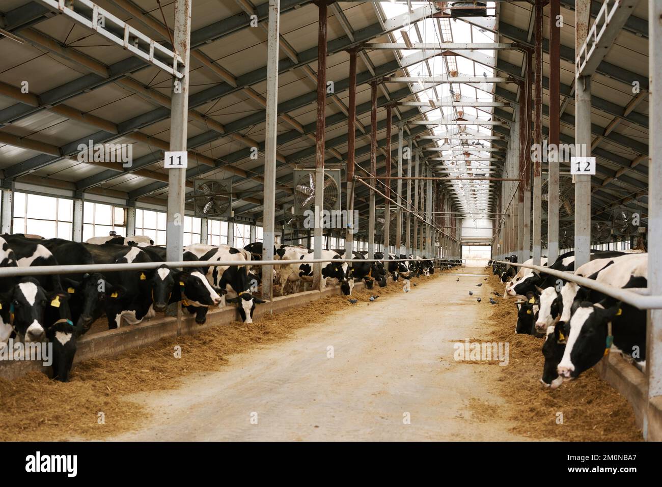 Kuhherde, die hinter einem Stall steht und Heu auf einem großen Betrieb isst Stockfoto