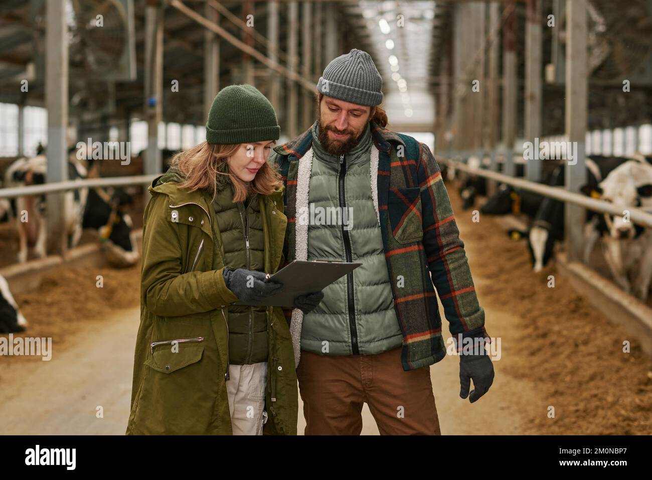 Ein paar Bauern überprüfen die Liste der Milchkühe, die in der Scheune stehen, mit Kuhherden im Hintergrund auf dem Milchbetrieb Stockfoto