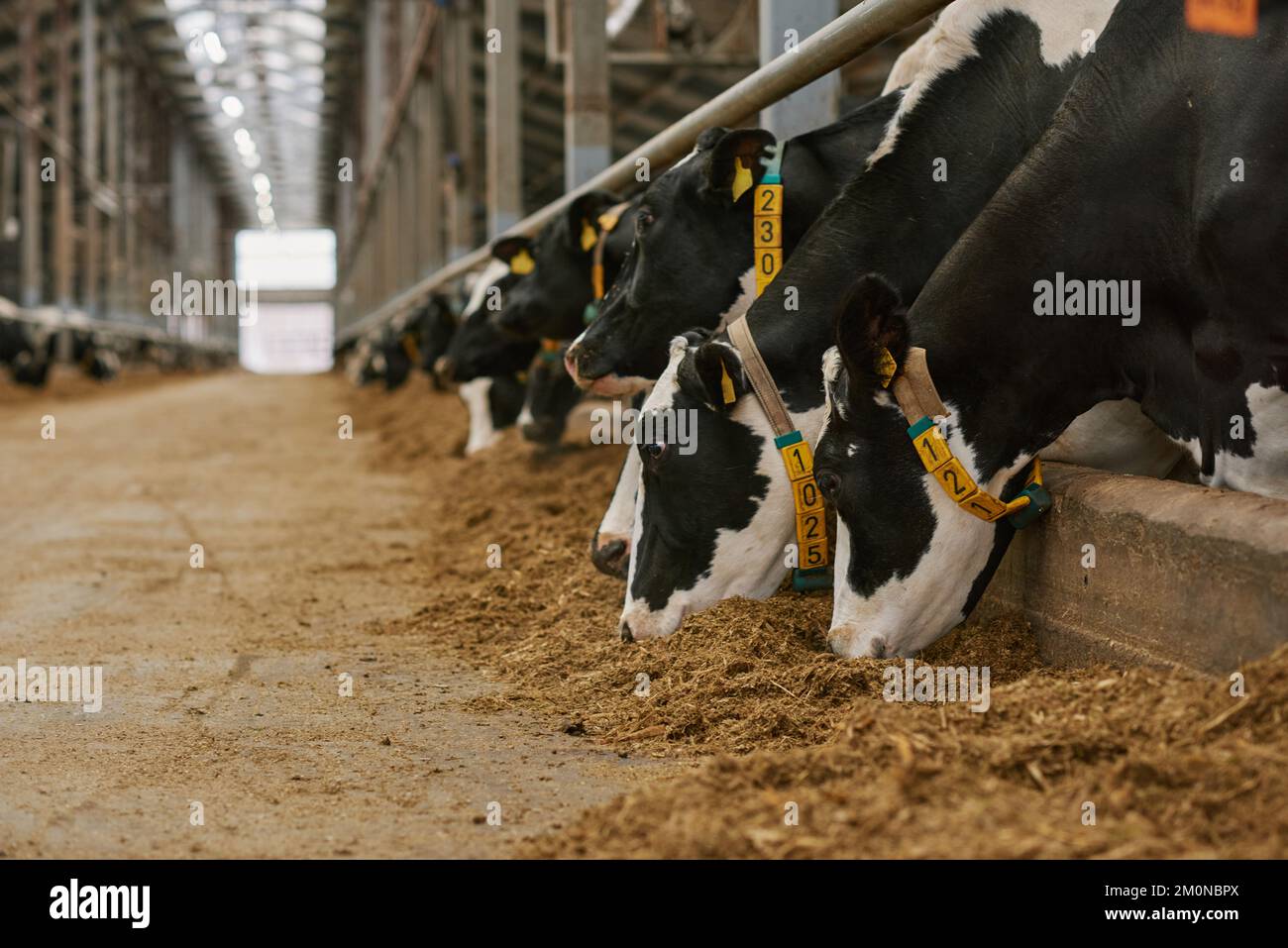 Herde von Kühen, die in einer Reihe in einem Stall stehen und frisches Heu im Stall des Milchviehbetriebs essen Stockfoto