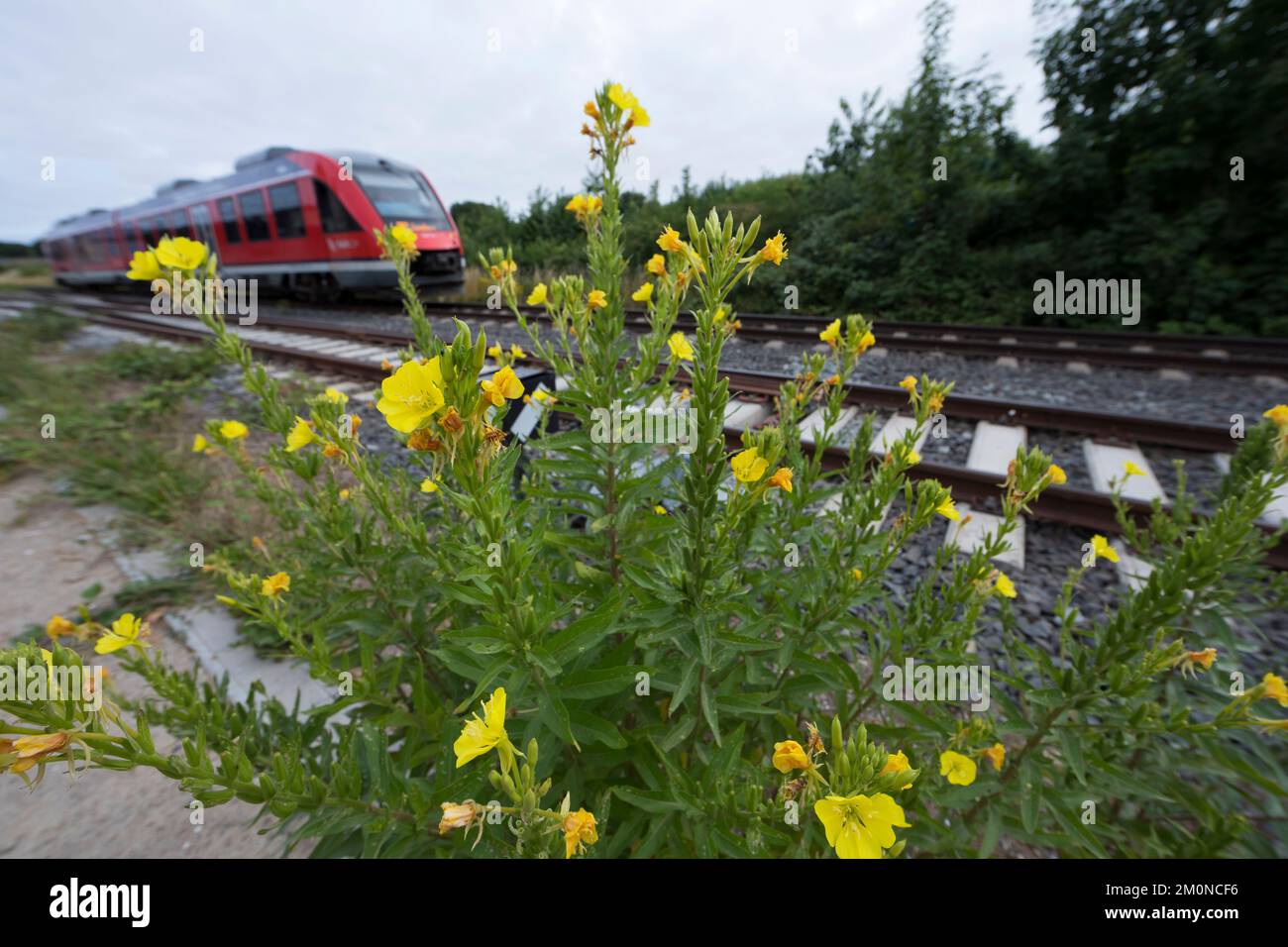 Nachtkerze, Nachtkerzen, an Bahngleiß, Bahngleis, Bahngleisen, Bahnschienen, Oenothera, Oenothera spec., Evening Primrose, Evening Primrose, Abends s Stockfoto