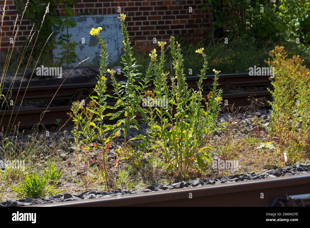 Nachtkerze, Nachtkerzen, an Bahngleiß, Bahngleis, Bahngleisen, Bahnschienen, Oenothera, Oenothera spec., Evening Primrose, Evening Primrose, Abends s Stockfoto