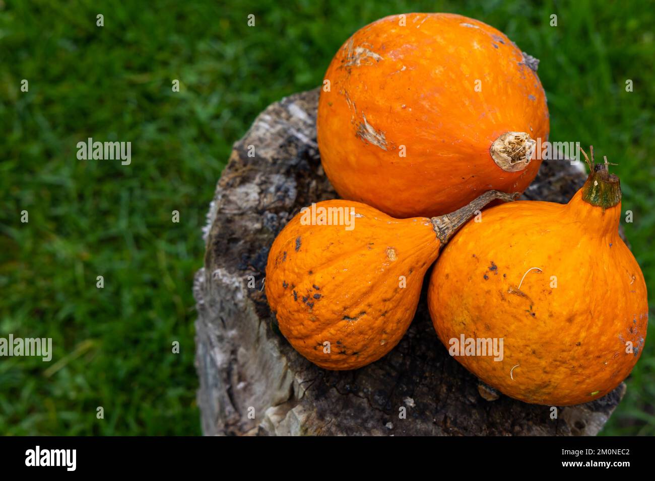 Mehrere orangefarbene Kürbisse auf dem grünen Gras. Herbststimmung in der Ernährung und gesunden, natürlichen Lebensmitteln. Stockfoto