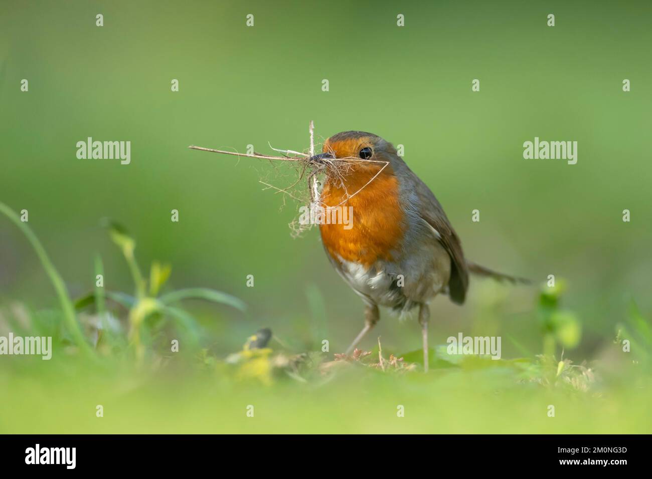 Europäischer Rotkehlchen (Erithacus rubecula), ausgewachsener Vogel, der Nistmaterial in einem Garten sammelt, Suffolk, England, Vereinigtes Königreich, Europa Stockfoto Europäischer Rotkehlchen (Erithacus rubecula), ausgewachsener Vogel, der Nistmaterial in einem Garten sammelt, Suffolk, England, Vereinigtes Königreich, Europa Stockfoto