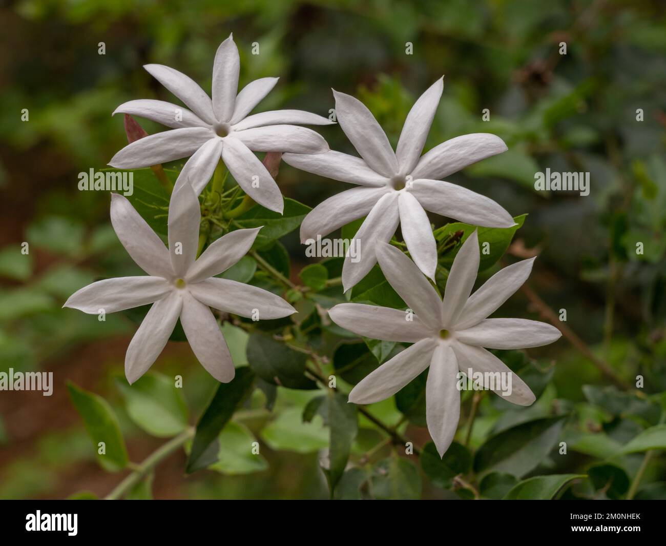 Blick aus der Nähe auf weiße Blumen von jasminum multipartitum, auch bekannt als sternenartiger Jasmin oder afrikanischer Jasmin tropischer Sträucher im Garten Stockfoto
