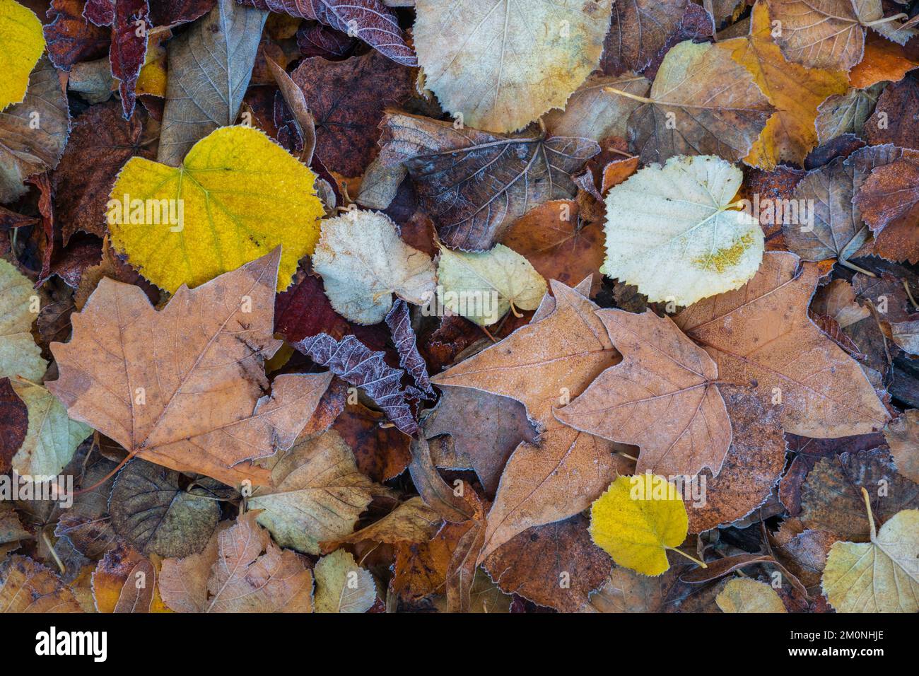 Nahaufnahme der farbenfrohen herbstlichen Herbstblätter mit Heufrost Stockfoto